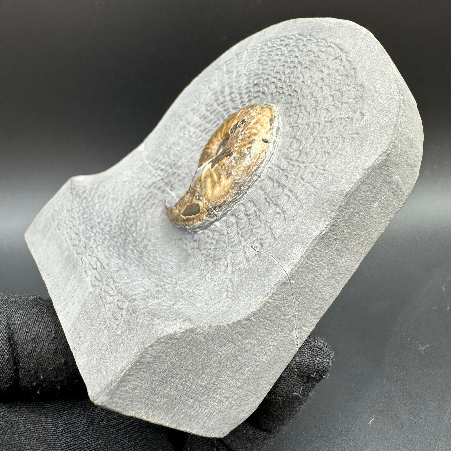 Eleganticeras Elegantulum ammonite with box and stand - Whitby, North Yorkshire Jurassic Coast, Yorkshire Fossils