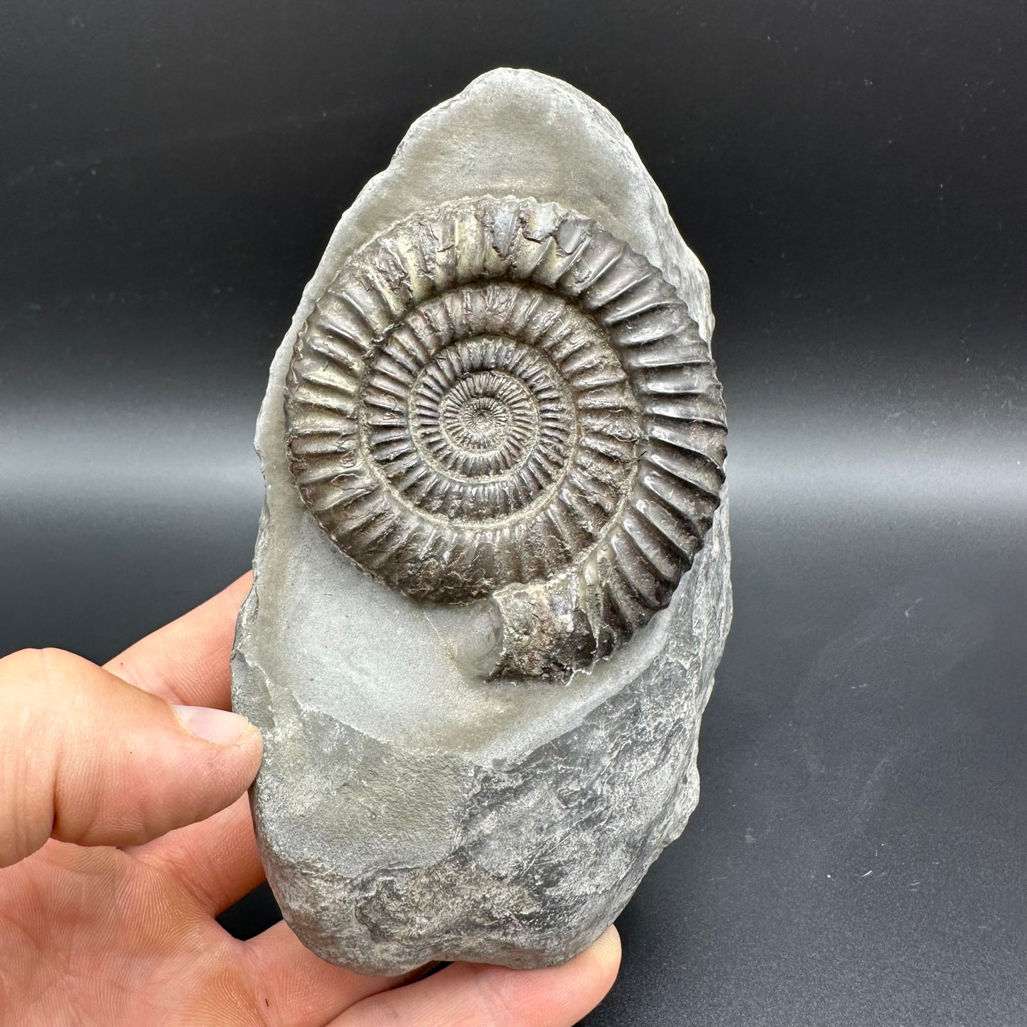 Dactylioceras Ammonite Fossil With Stand - Whitby, North Yorkshire Jurassic Coast Yorkshire Fossils