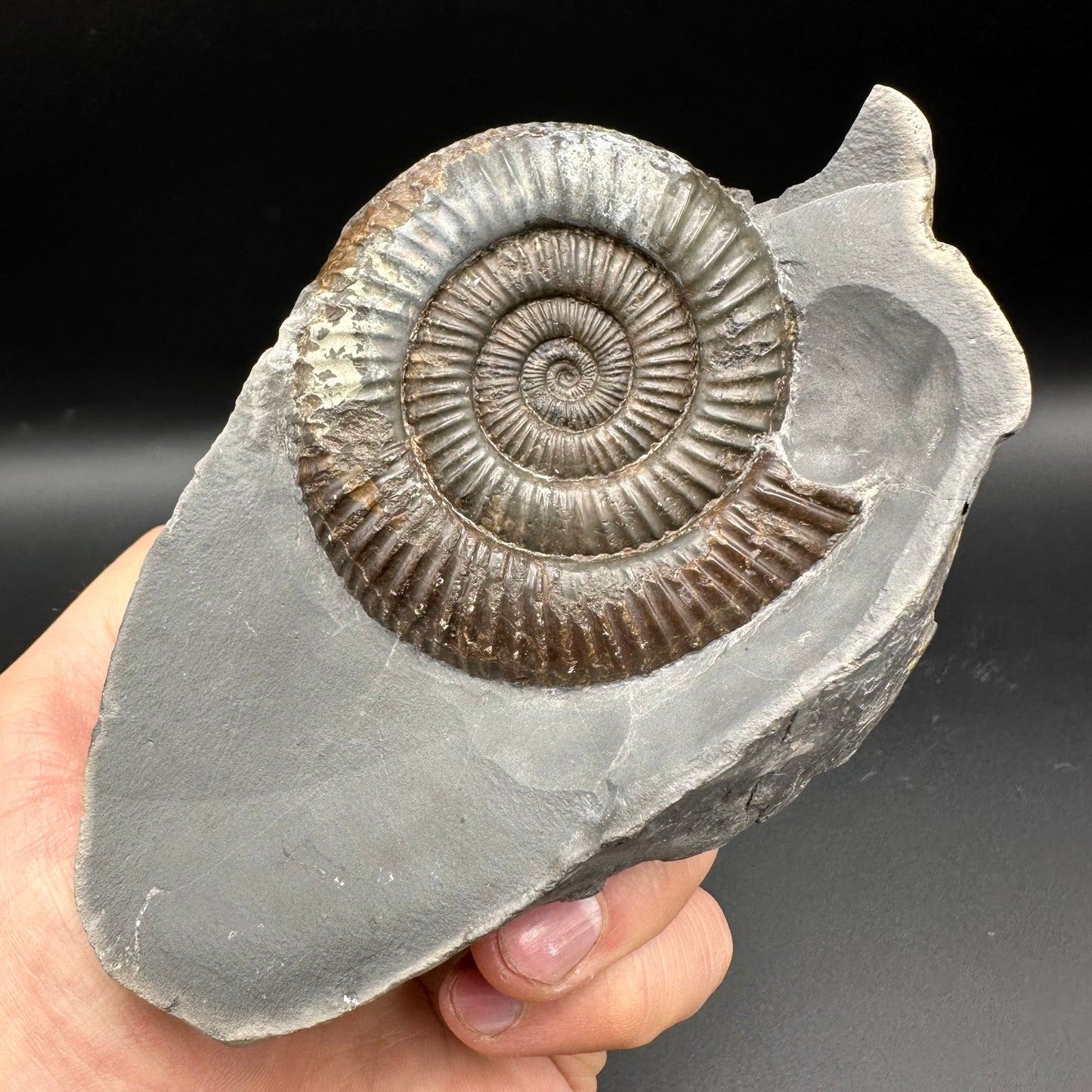 Dactylioceras Ammonite nodule (split pair) Fossil With Stand - Whitby, North Yorkshire Jurassic Coast Yorkshire Fossils