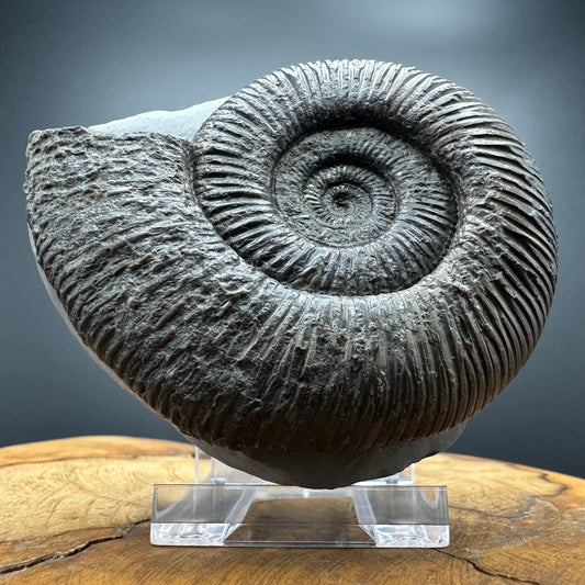 Dactylioceras semicelatum Ammonite fossil with stand - Whitby, North Yorkshire Jurassic Coast Yorkshire Fossils