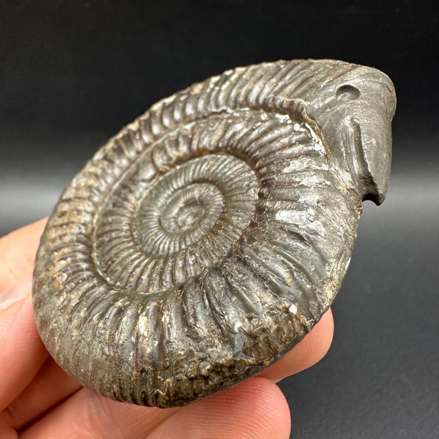 Snakestone Ammonite Fossil With Bag/Box And Stand - Whitby, North Yorkshire Jurassic Coast Yorkshire Fossils