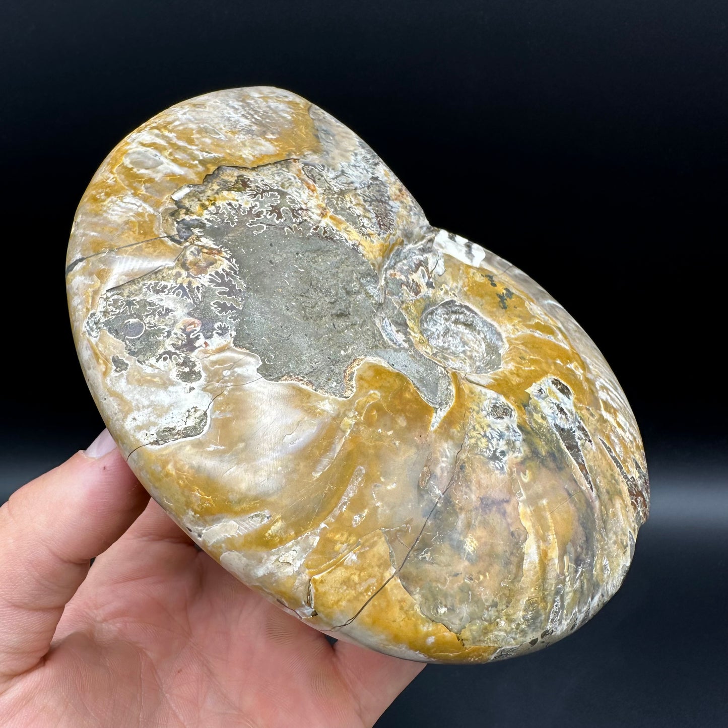 Cleoniceras Ammonite Fossil With Stand - Cretaceous Ammonite Madagascar