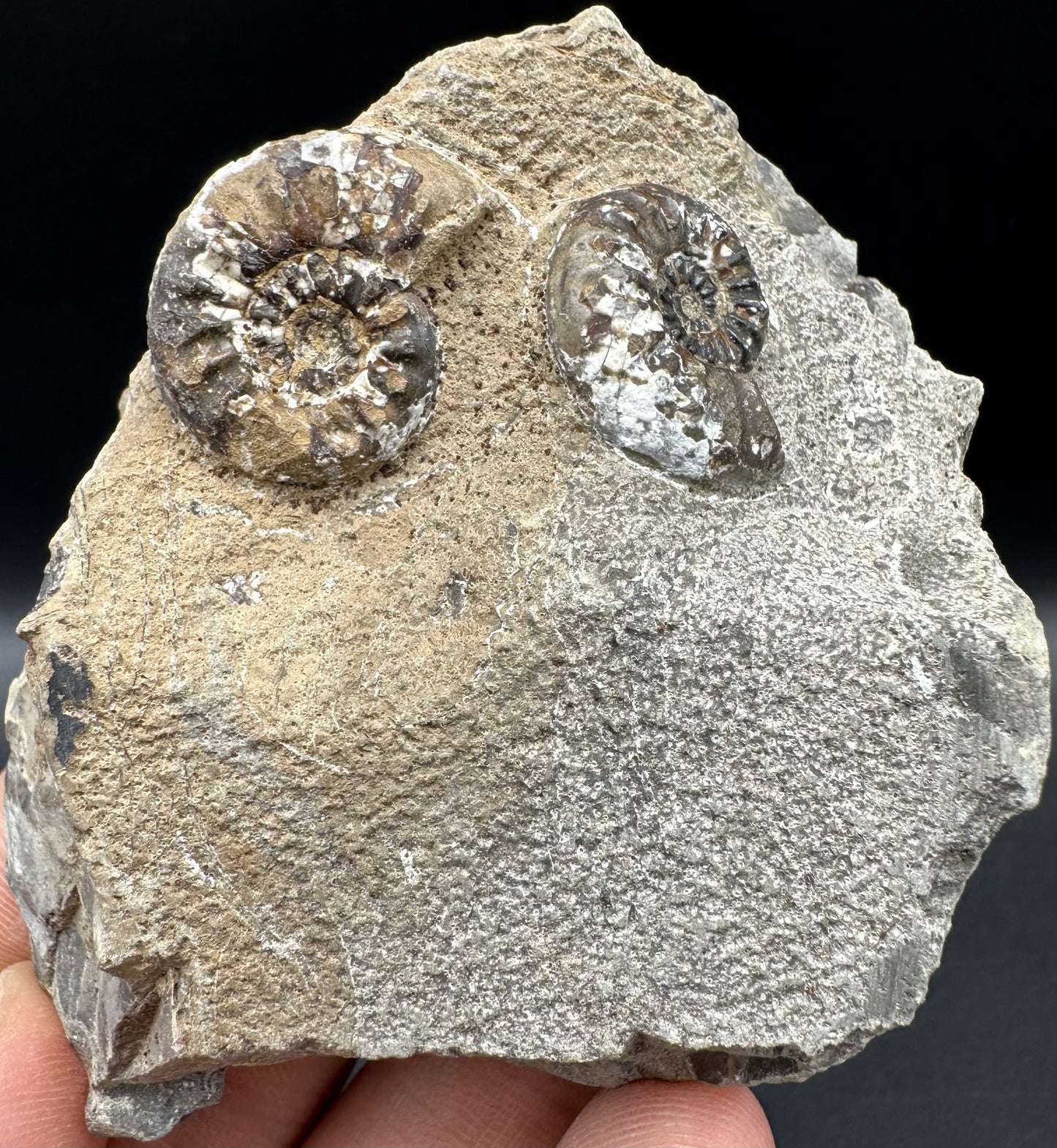 Amaltheus subnodosus Ammonite fossil with box and stand - Whitby, North Yorkshire Jurassic Coast Yorkshire Fossils
