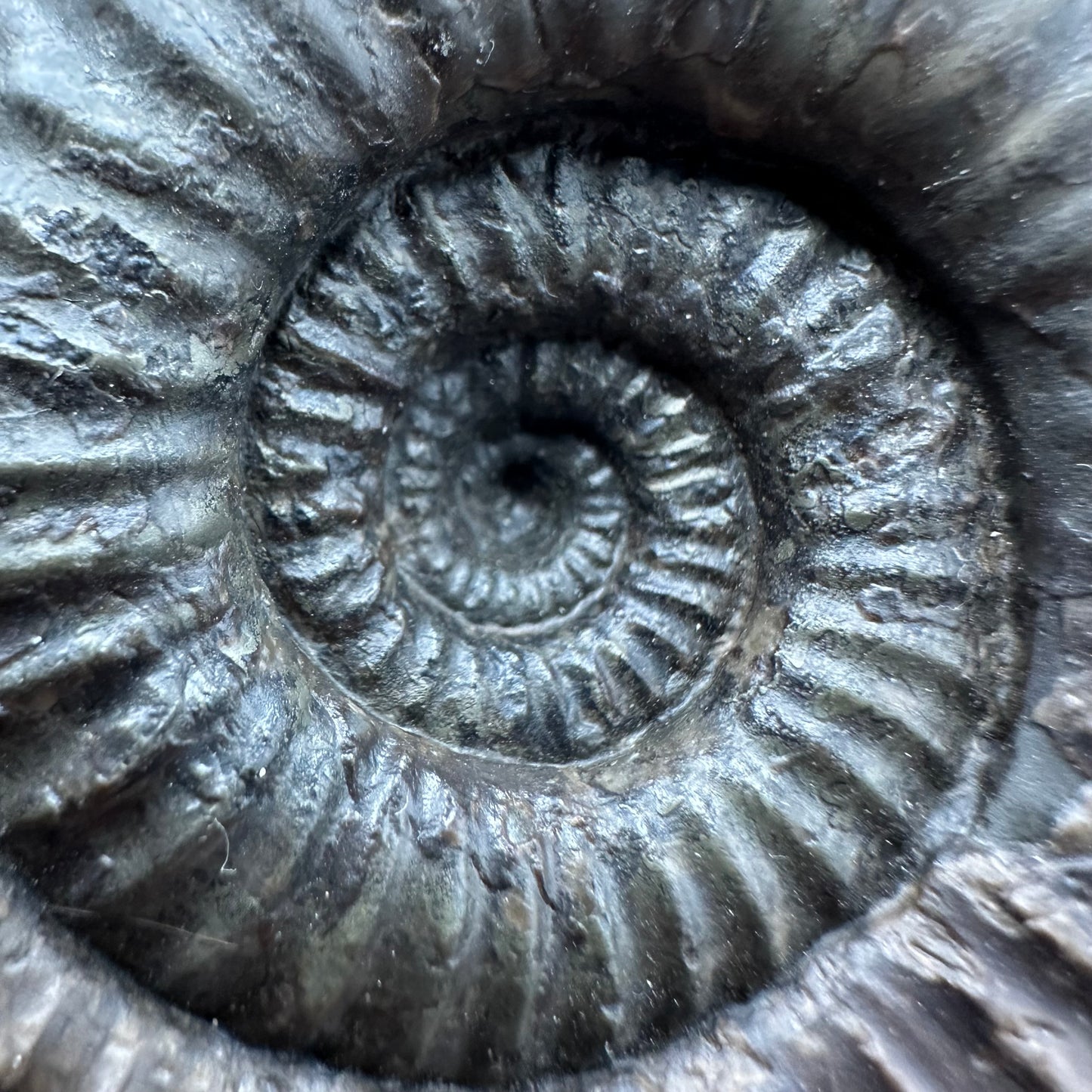 Nodicoeloceras Sp. Ammonite Fossil With Box And Stand - Whitby, North Yorkshire Jurassic Coast Yorkshire Fossils