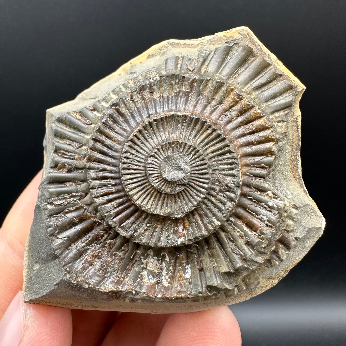 Dactylioceras Ammonite nodule (split pair) Fossil With Box And Stand - Whitby, North Yorkshire Jurassic Coast Yorkshire Fossils