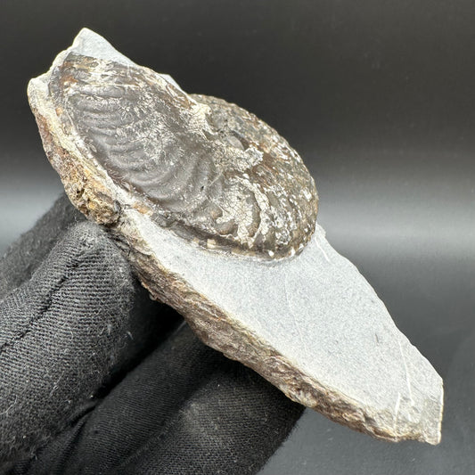 Pseudolioceras lythense Ammonite fossil with box and stand - Whitby, North Yorkshire, Yorkshire Fossils on the Jurassic Coast