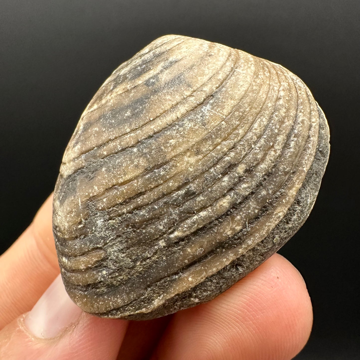 Shell fossil with box and stand - Whitby, North Yorkshire, Jurassic Coast, Yorkshire Fossils