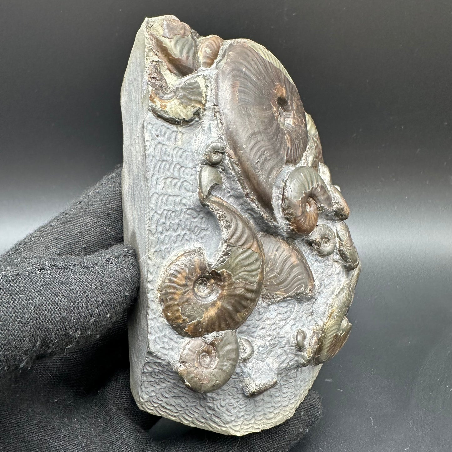 Eleganticeras Elegantulum ammonite with box and stand - Whitby, North Yorkshire Jurassic Coast, Yorkshire Fossils