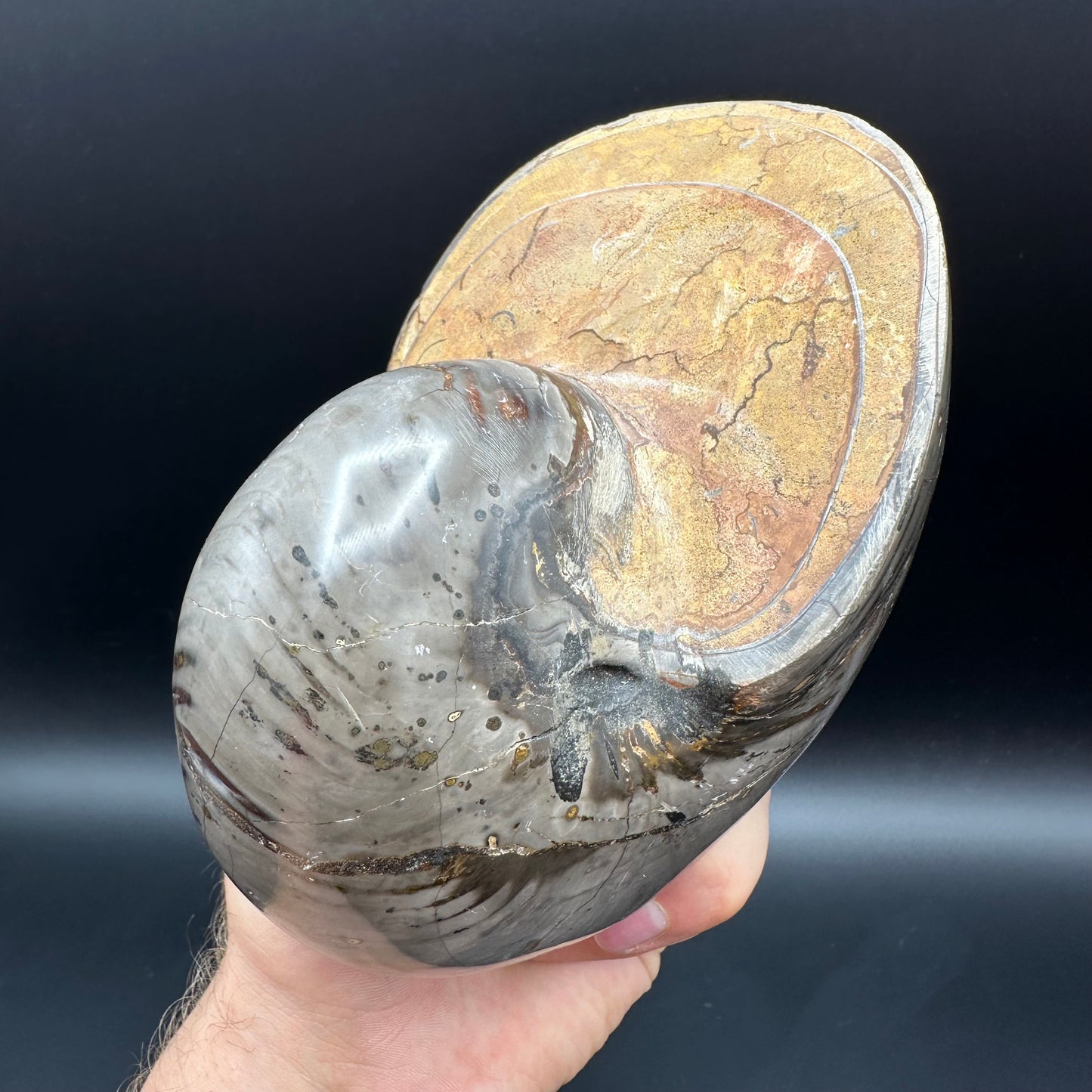 Cenoceras Nautilus Fossil With Stand - Middle Cretaceous Madagascar