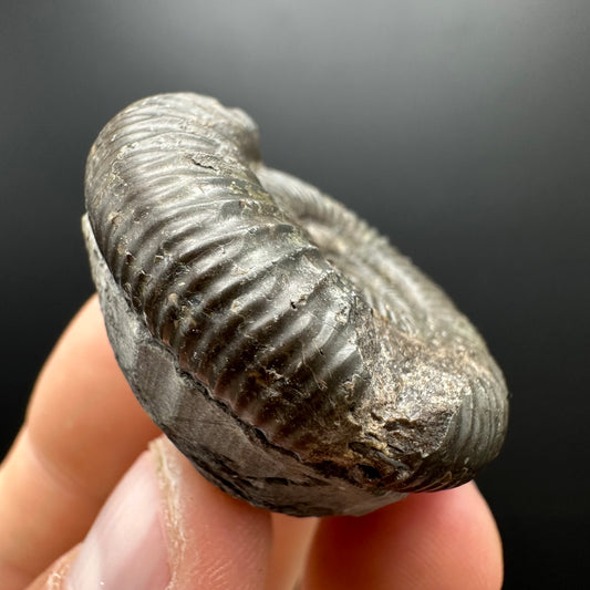Dactylioceras Ammonite Fossil With box and Stand - Whitby, North Yorkshire Jurassic Coast Yorkshire Fossils