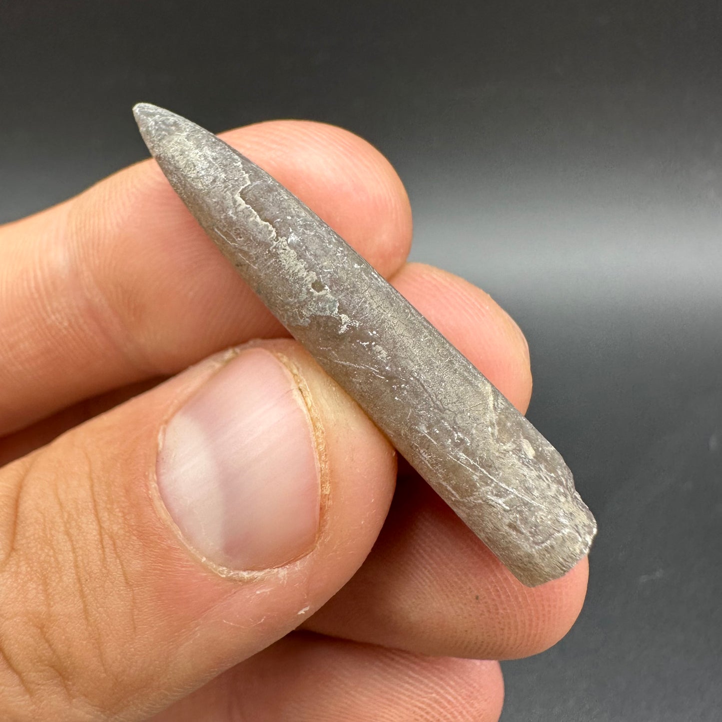 Belemnite (Fossil Squid) shell fossil - Whitby, North Yorkshire Jurassic Coast Yorkshire Fossils
