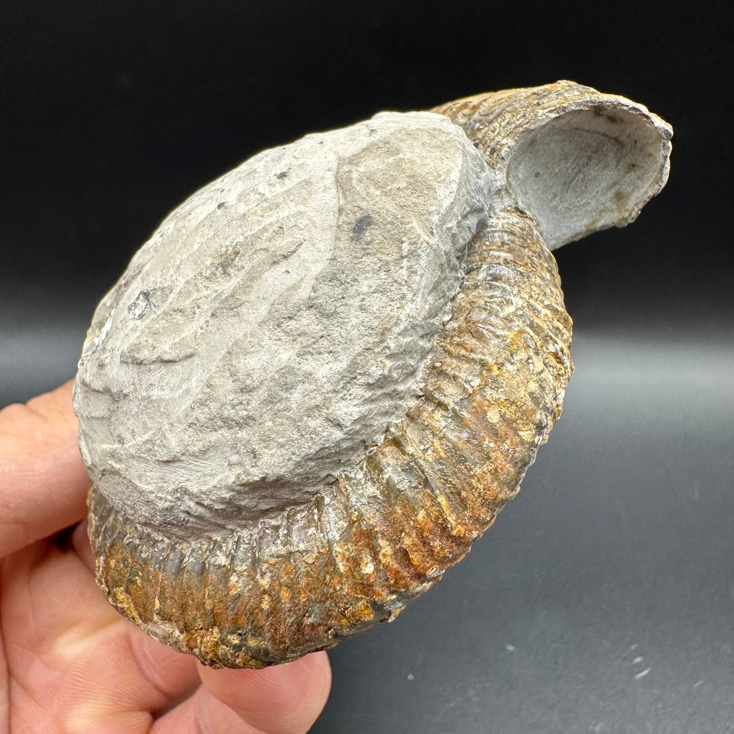 Dactylioceras Ammonite Fossil With Box And Stand - Whitby, North Yorkshire Jurassic Coast Yorkshire Fossils