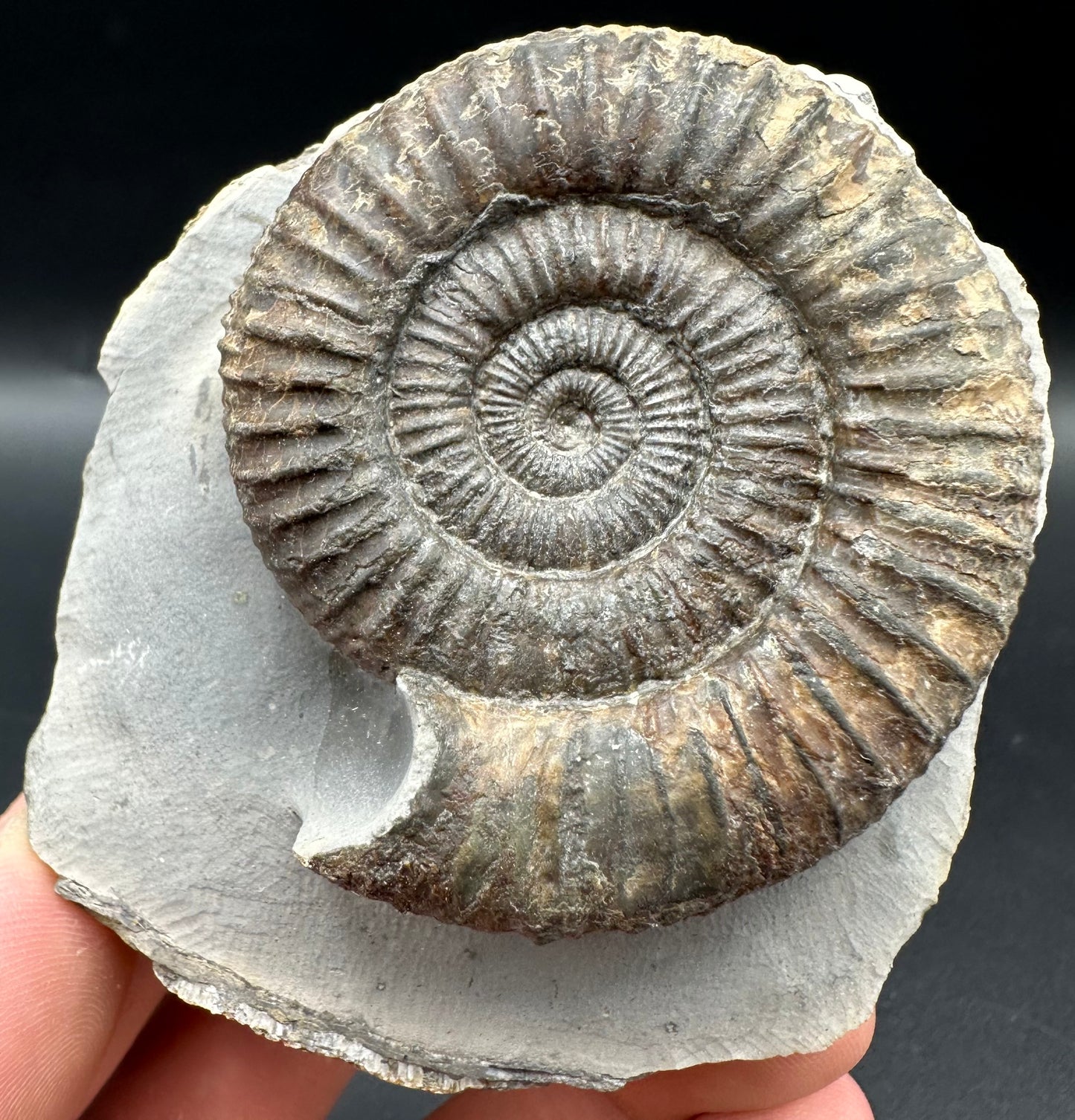 Dactylioceras Ammonite Fossil With Box And Stand - Whitby, North Yorkshire Jurassic Coast Yorkshire Fossils