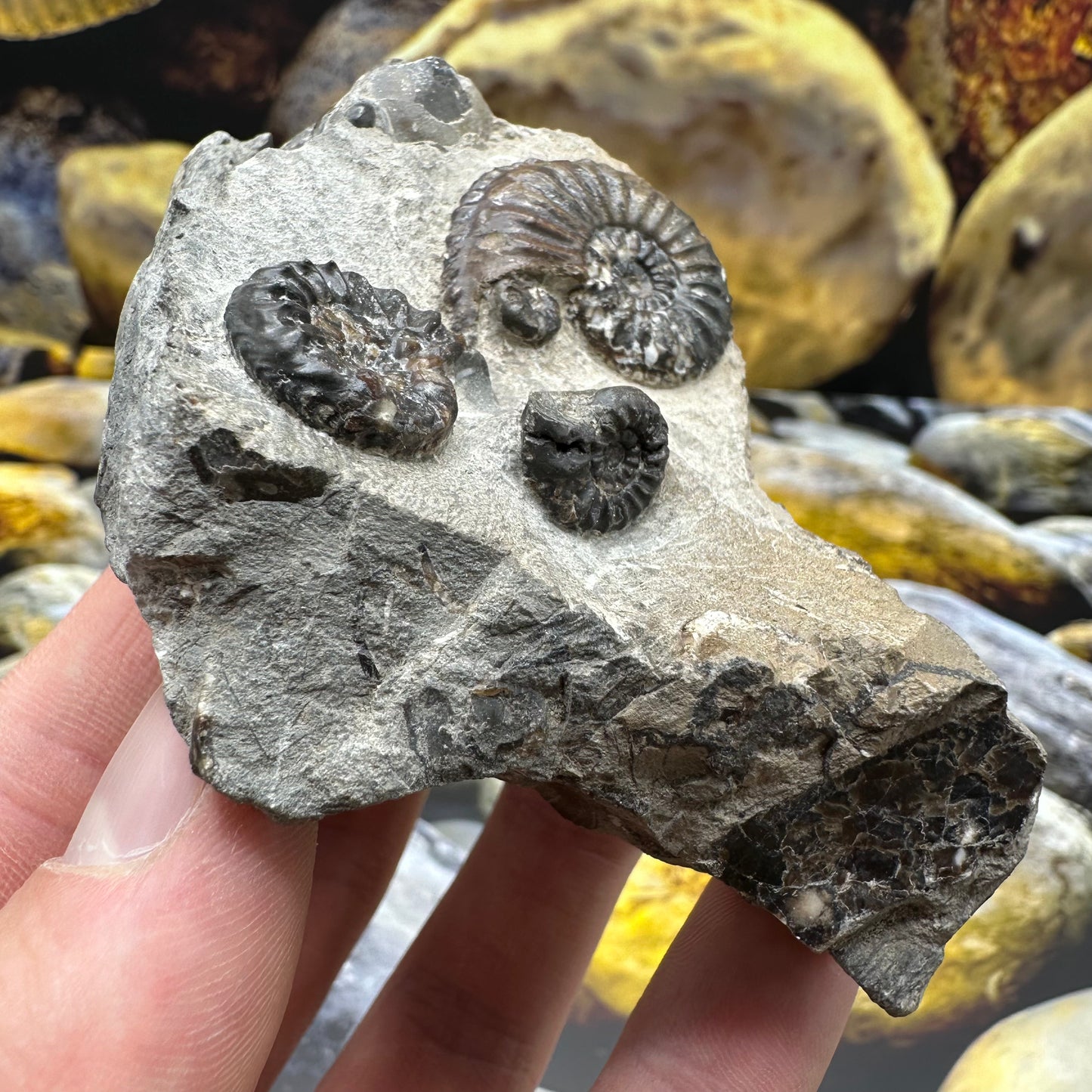 Amaltheus subnodosus ammonite fossil - Whitby, North Yorkshire Jurassic Coast Yorkshire Fossils