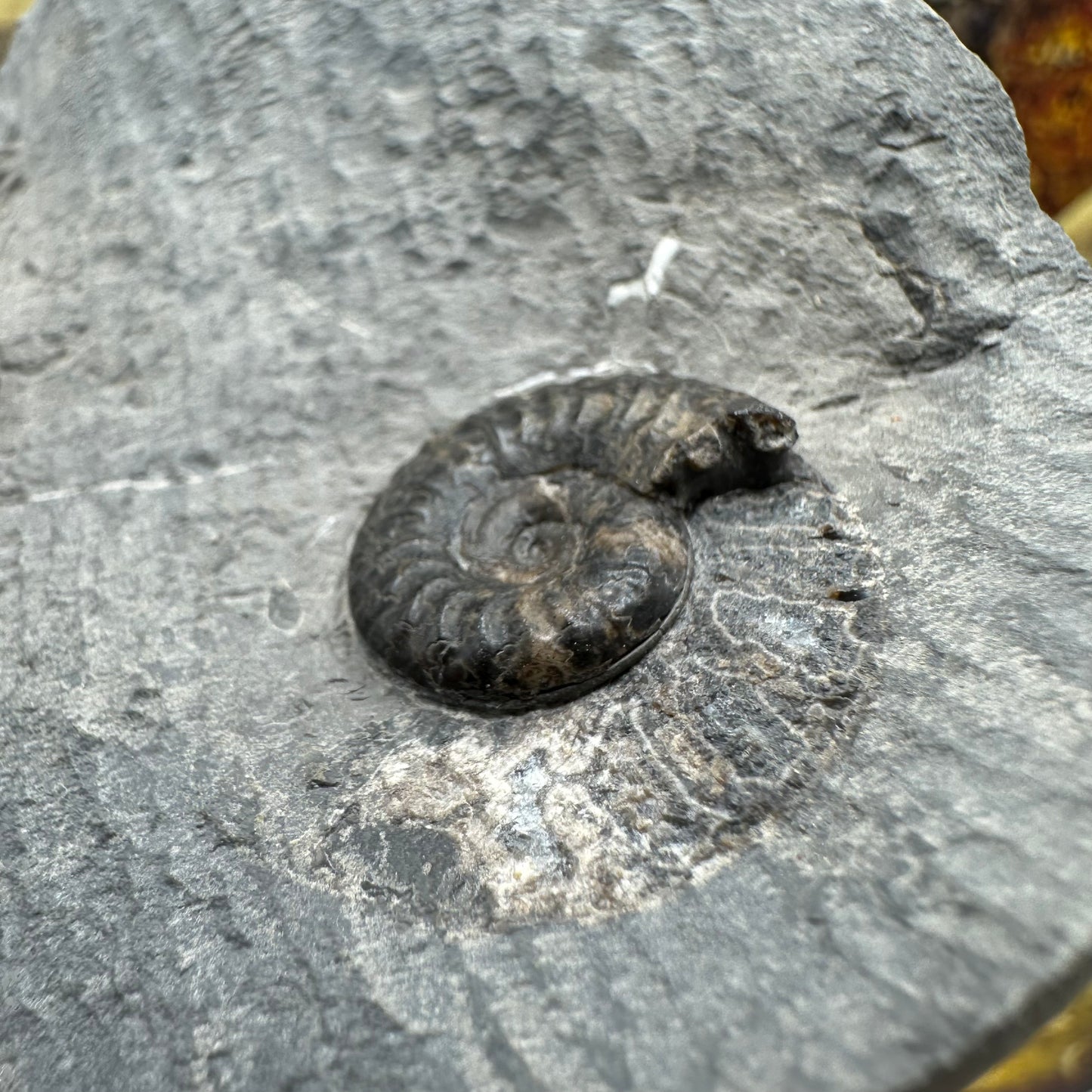 Grammoceras thoaurense ammonite shell fossil - Whitby, North Yorkshire