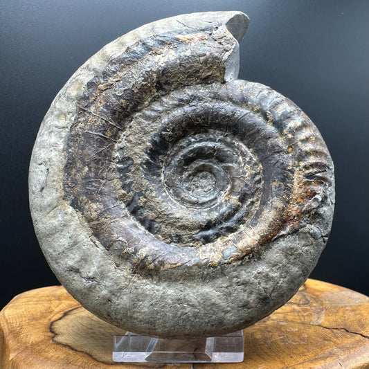 Hildoceras Bifrons Ammonite fossil with stand - Whitby, North Yorkshire Jurassic Coast, Yorkshire Fossils from the Jurassic Coast