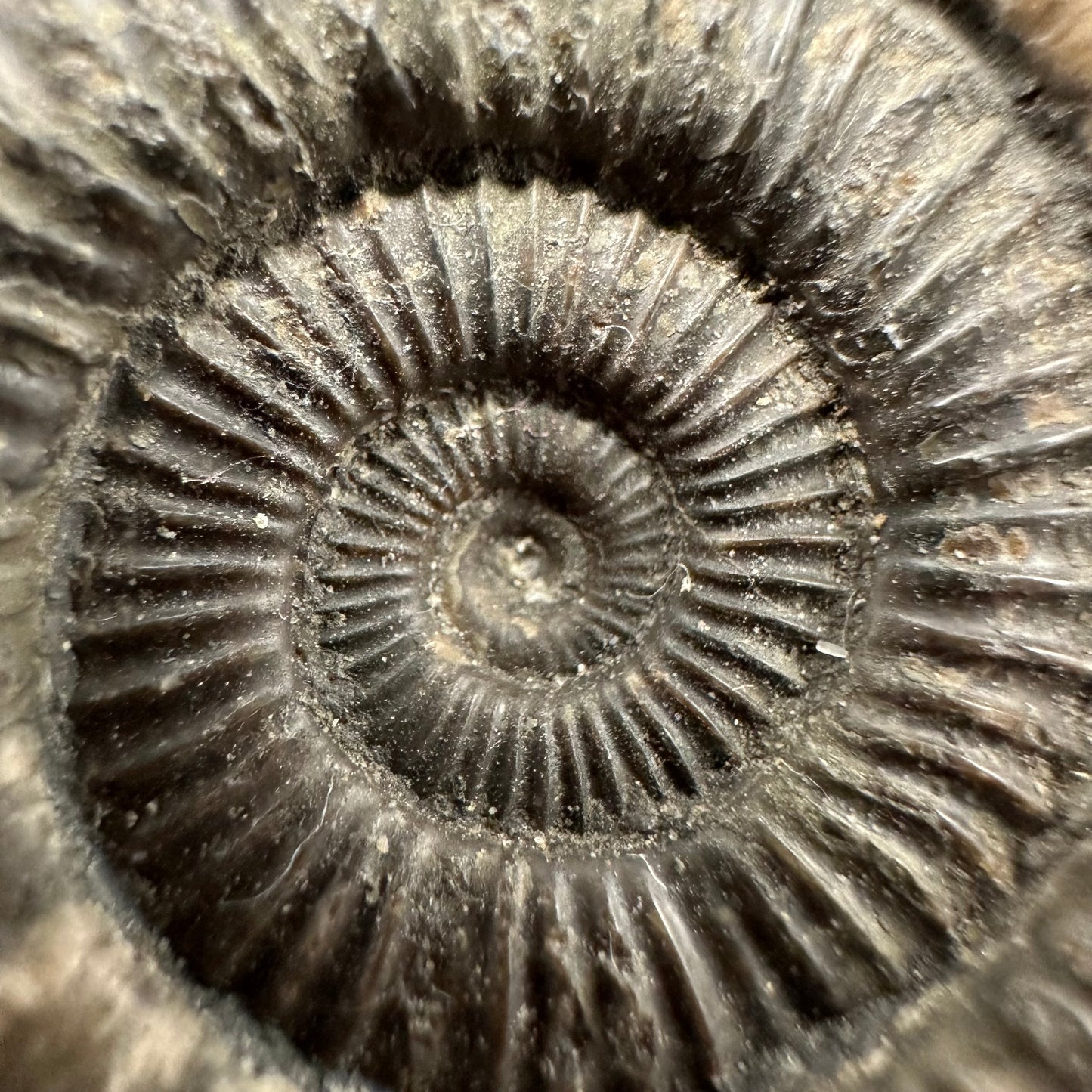 Dactylioceras Ammonite Fossil With Box And Stand - Whitby, North Yorkshire Jurassic Coast Yorkshire Fossils