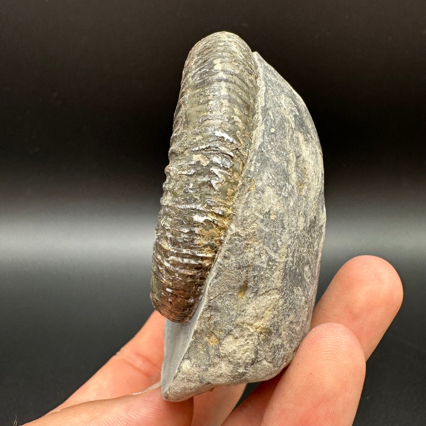 Dactylioceras Ammonite Fossil With Box And Stand - Whitby, North Yorkshire Jurassic Coast Yorkshire Fossils