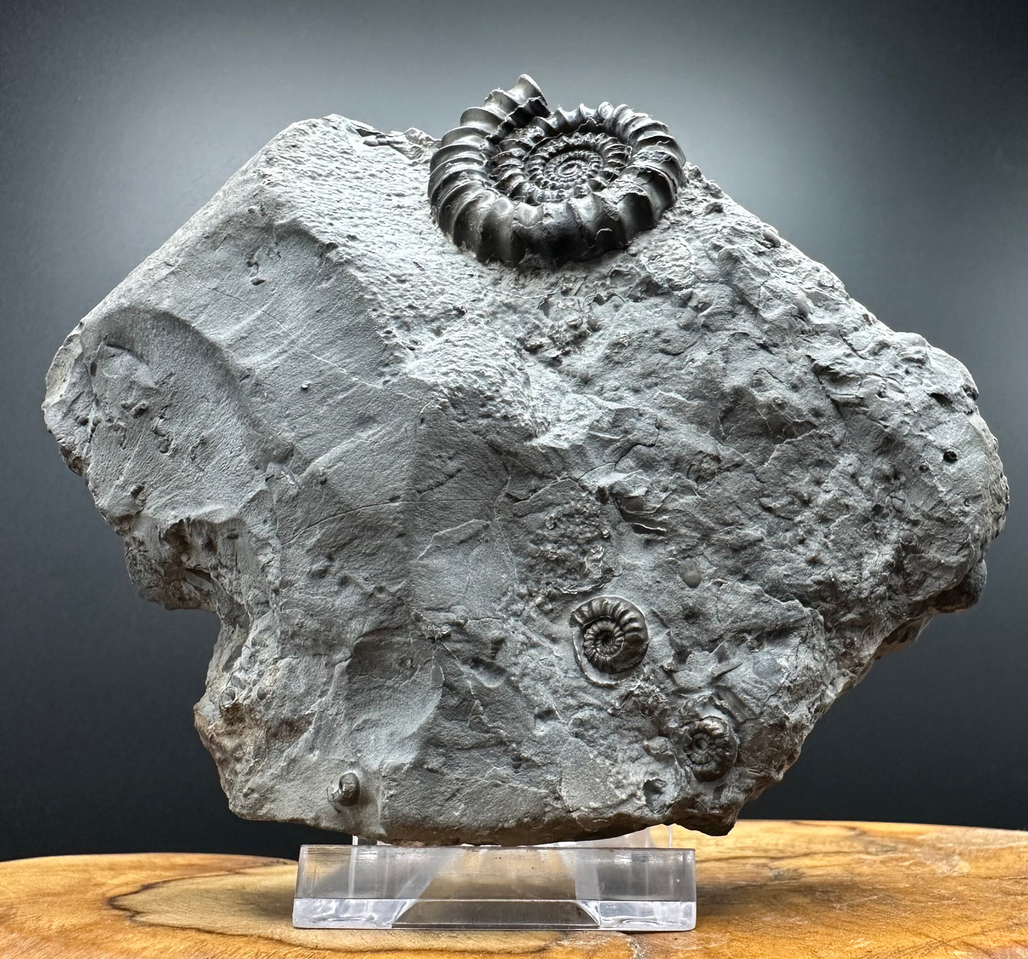 Gagaticeras Ammonite fossil with box and stand - Whitby, North Yorkshire Jurassic Coast Yorkshire Fossils