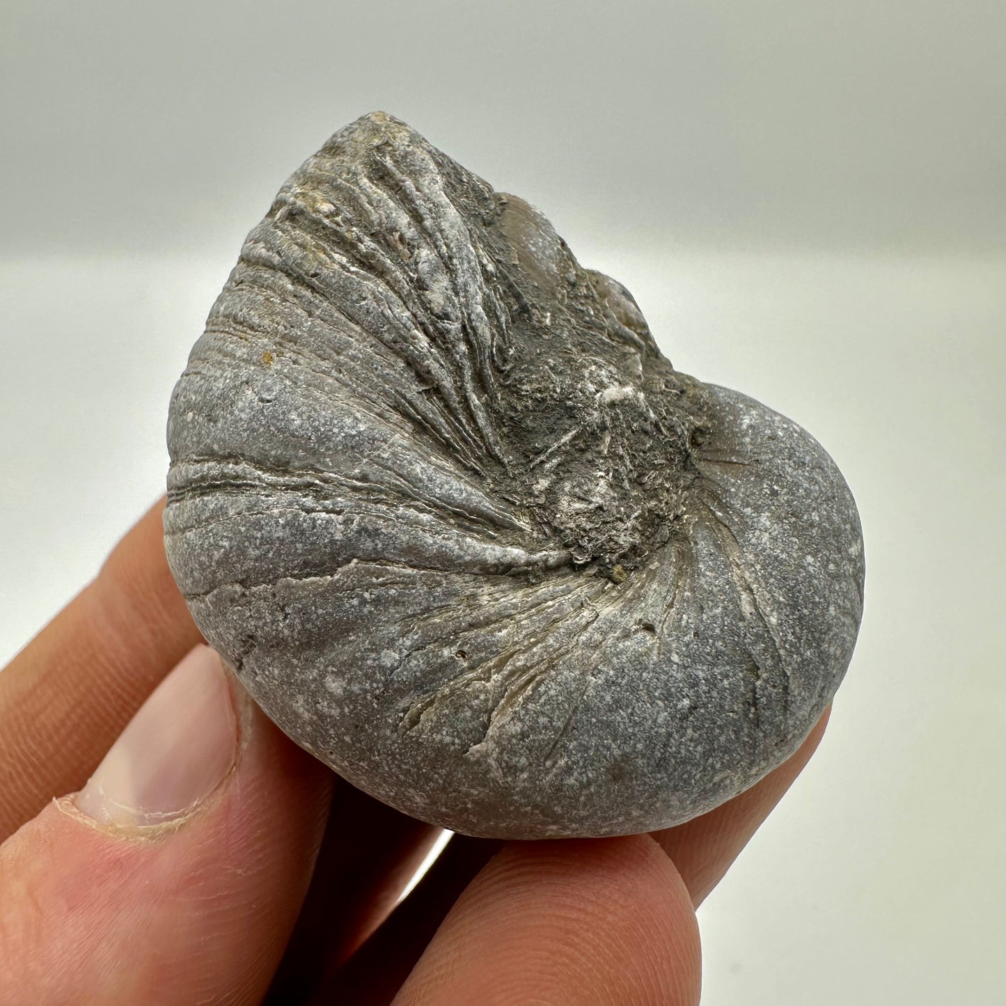 Gryphaea shell fossil - Whitby, North Yorkshire