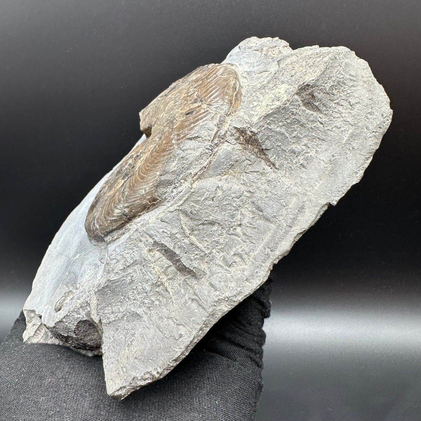Harpoceras Sp. Ammonite fossil with stand - Whitby, North Yorkshire Jurassic Coast Yorkshire Fossils