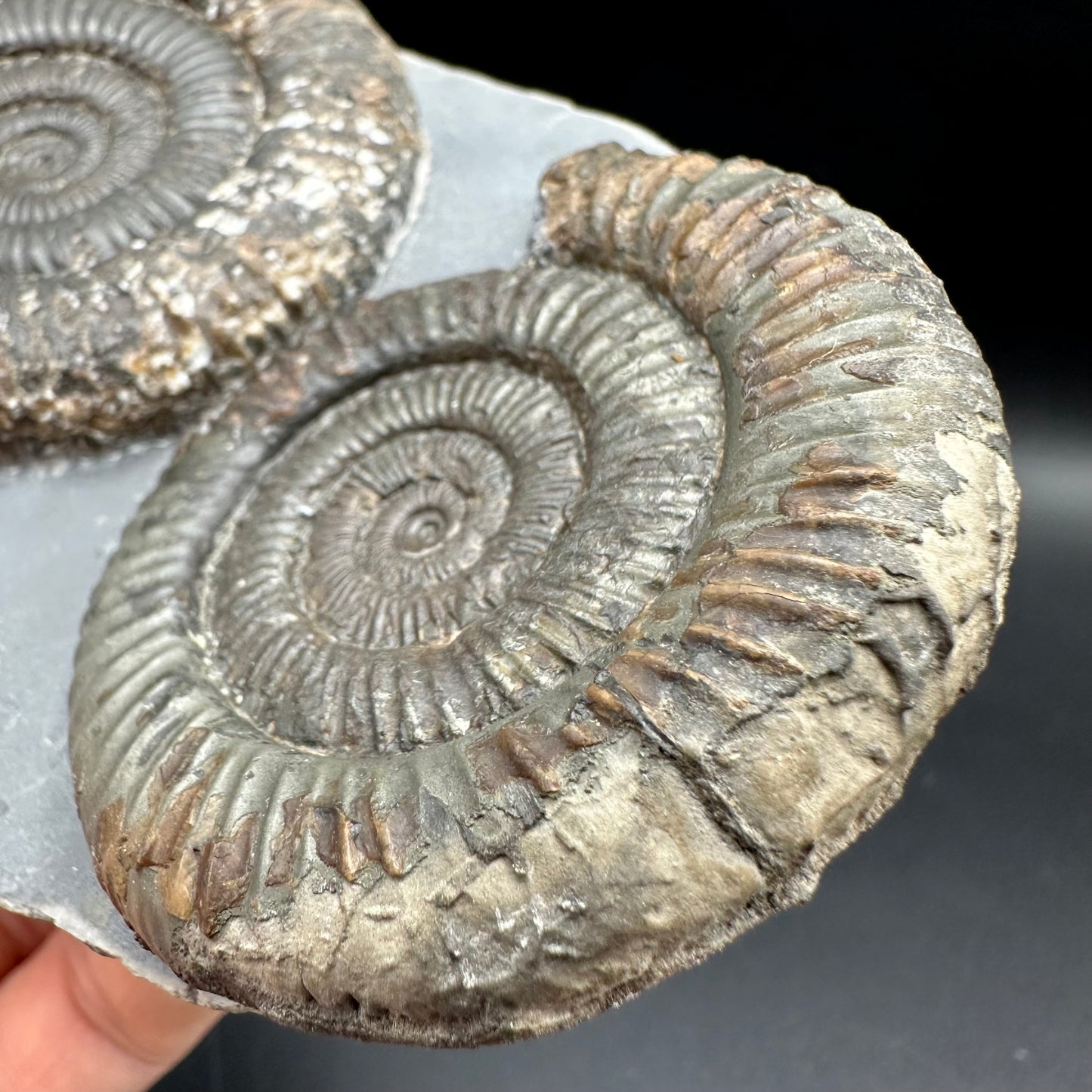 Dactylioceras Multi ammonite fossil with box and stand - Whitby, North Yorkshire Jurassic Coast, Yorkshire Fossils