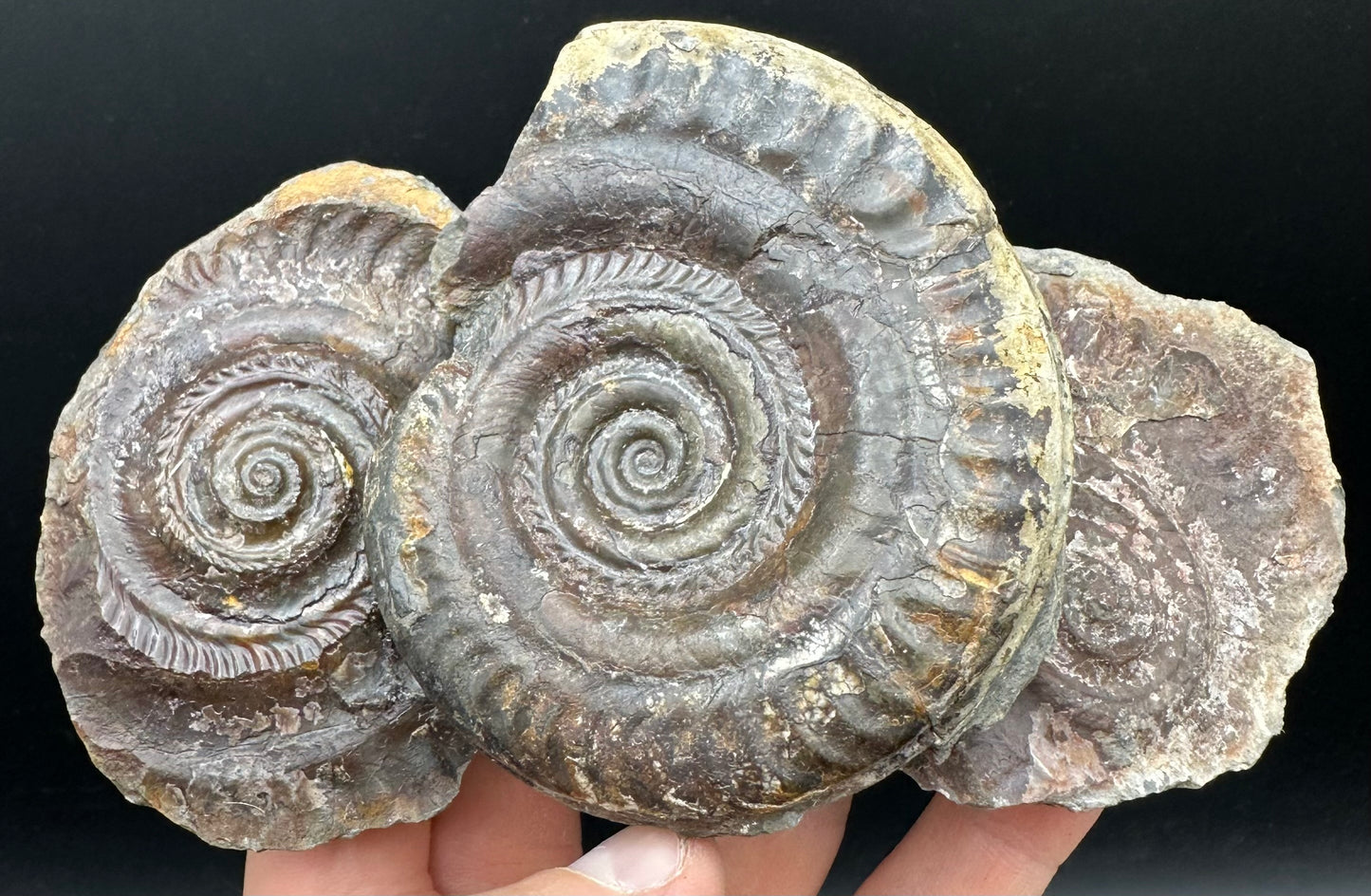 Hildoceras bifrons Ammonite Nodule (split pair) Fossil With Box And Stand - Whitby, North Yorkshire Jurassic Coast Yorkshire Fossils
