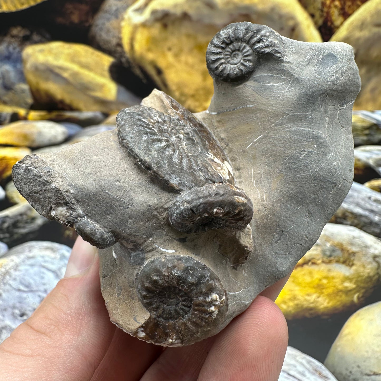 Amaltheus subnodosus ammonite fossil - Whitby, North Yorkshire
