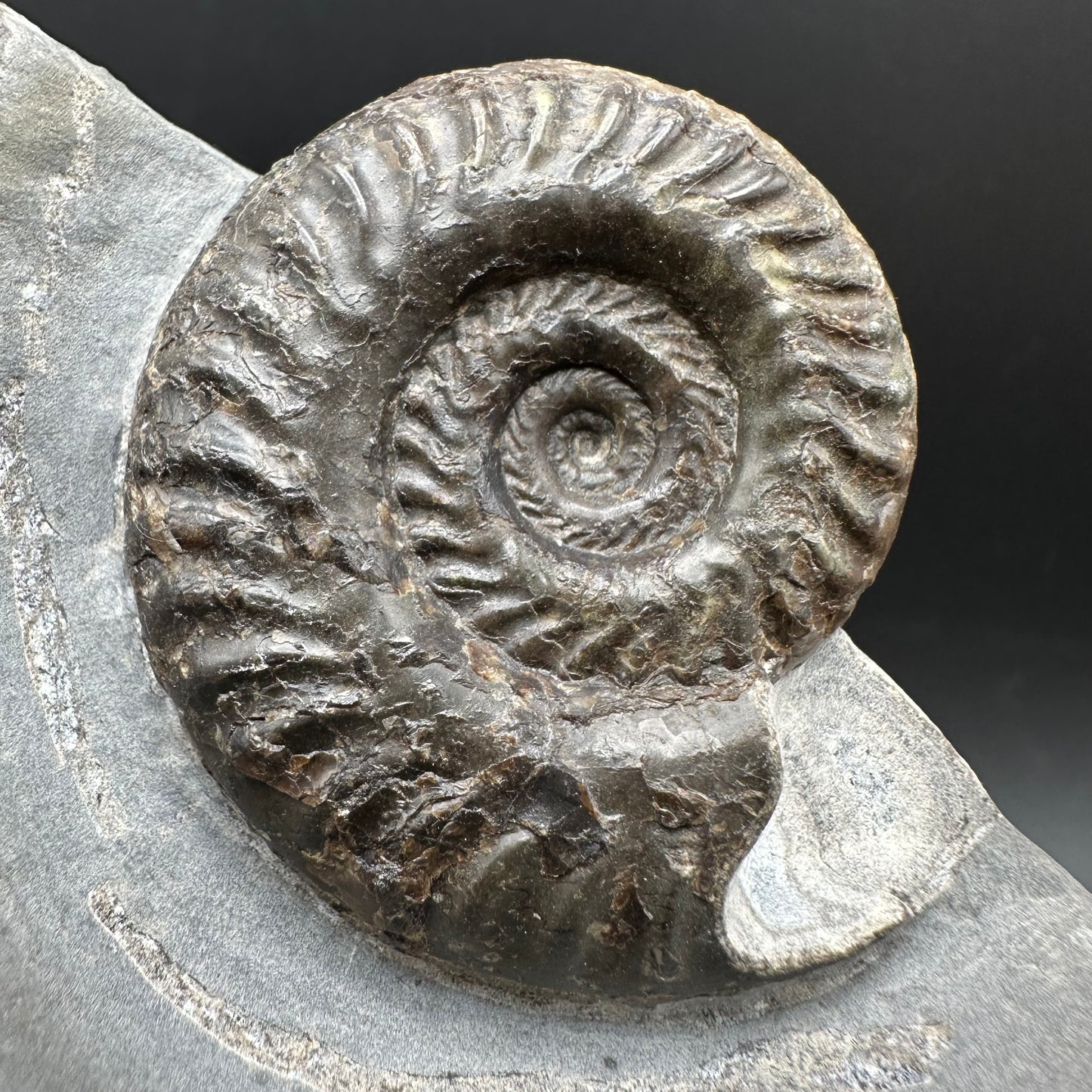 Hildoceras lusitanicum Ammonite fossil with box and stand - Whitby, North Yorkshire, Jurassic Coast, Yorkshire Fossils from the Jurassic Coast
