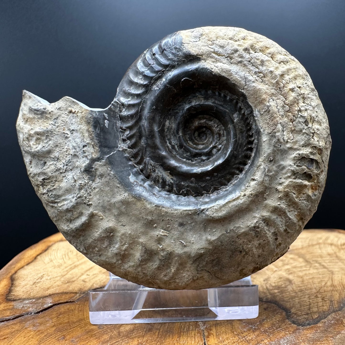 Golden Hildoceras lusitanicum Ammonite fossil with box and stand - Whitby, North Yorkshire, Jurassic Coast, Yorkshire Fossils from the Jurassic Coast
