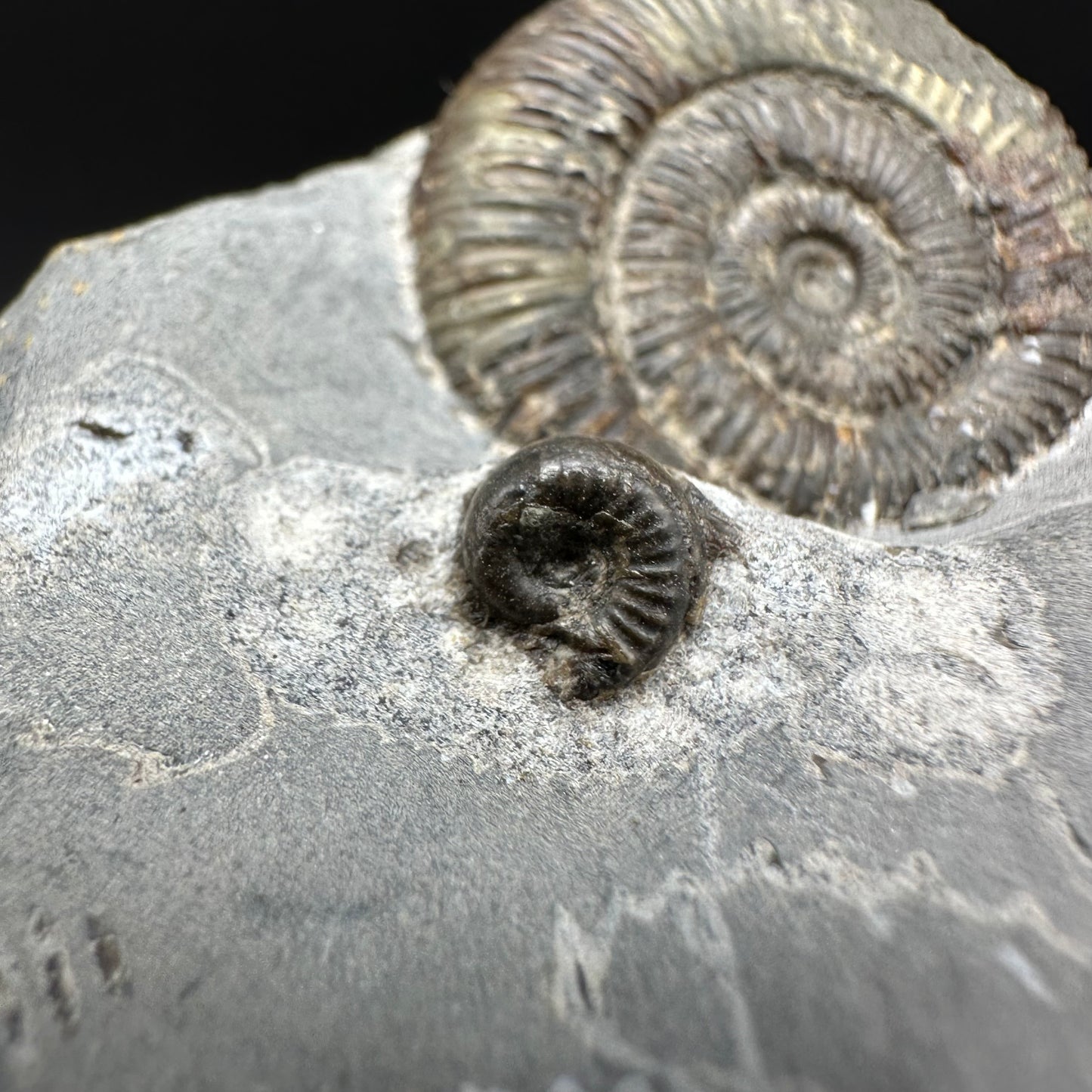 Dactylioceras Ammonite Fossil With Box And Stand - Whitby, North Yorkshire Jurassic Coast Yorkshire Fossils
