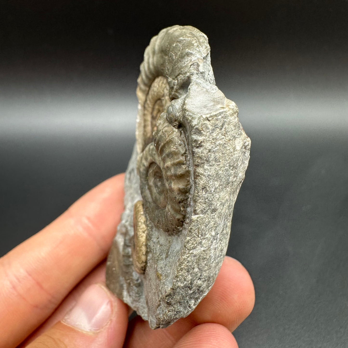 Arnioceras ammonite shell fossil with box and stand - Whitby, North Yorkshire Jurassic Coast Yorkshire Fossils