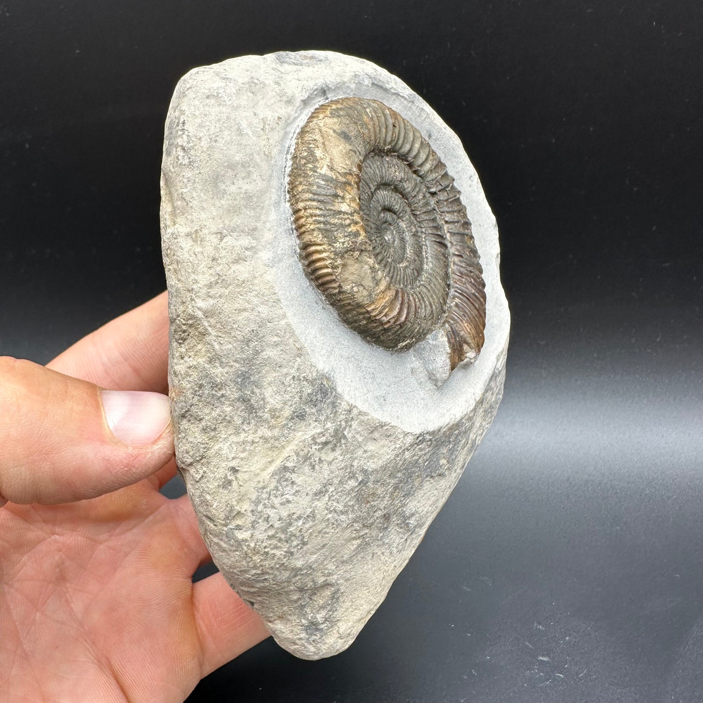 Dactylioceras Ammonite Fossil With box and Stand - Whitby, North Yorkshire Jurassic Coast Yorkshire Fossils