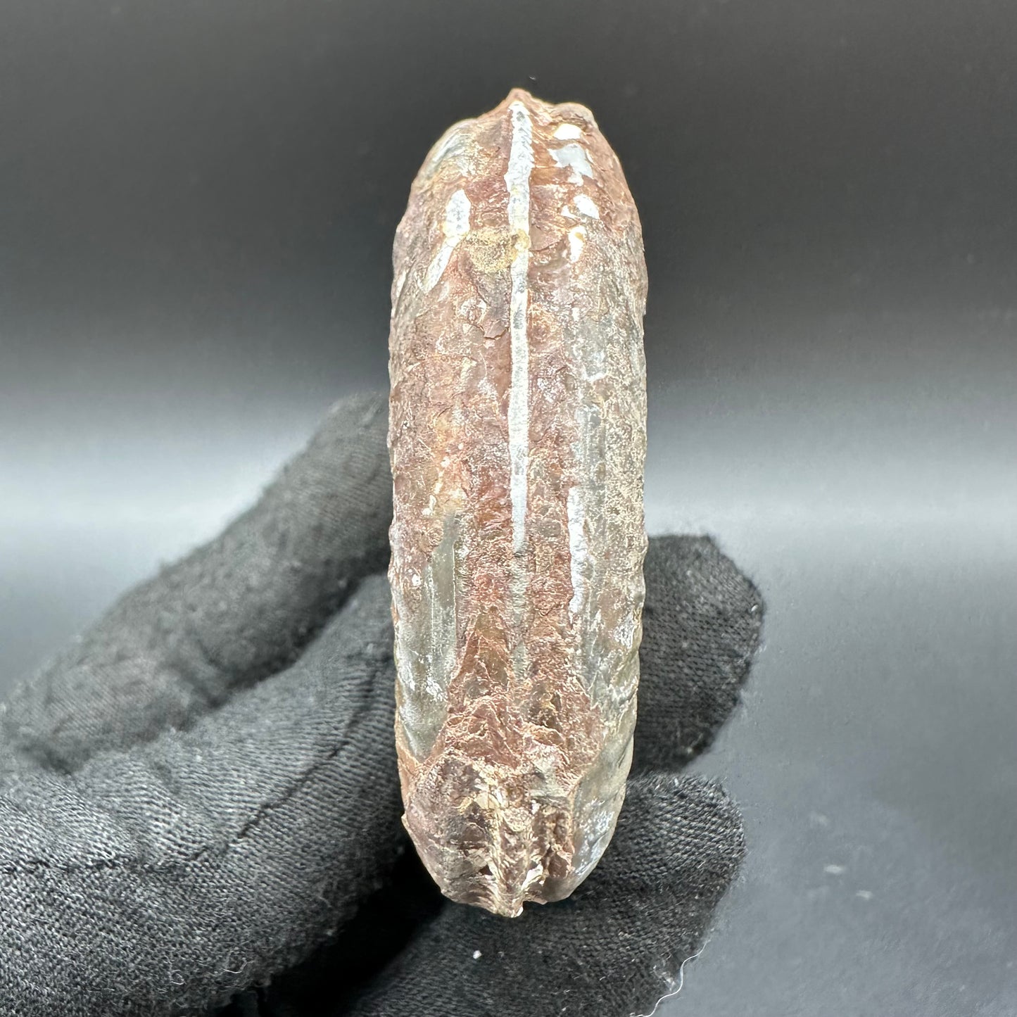 Hildoceras Bifrons Ammonite fossil with box and stand - Whitby, North Yorkshire Jurassic Coast, Yorkshire Fossils from the Jurassic Coast