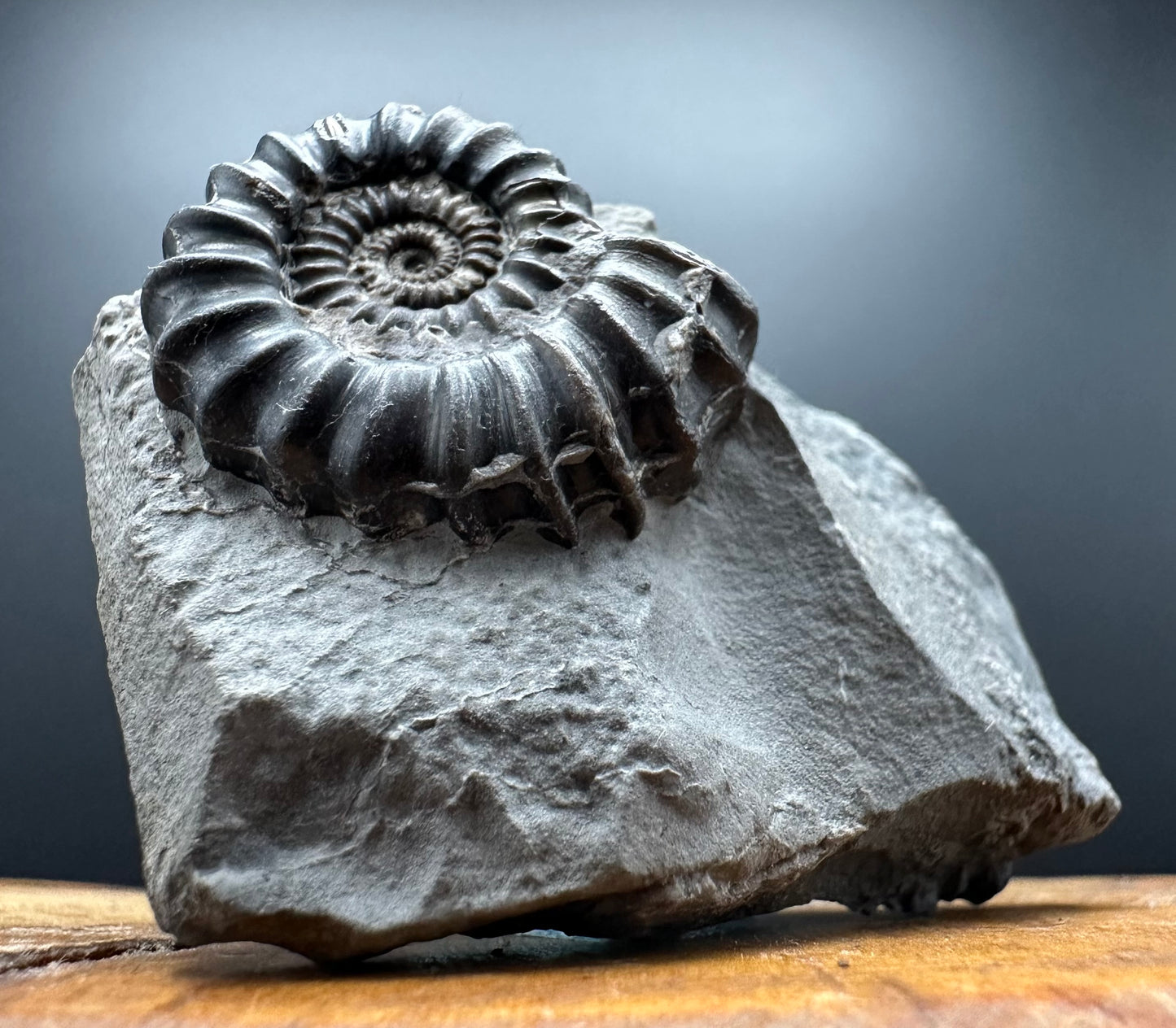 Gagaticeras Ammonite fossil with box and stand - Whitby, North Yorkshire Jurassic Coast Yorkshire Fossils