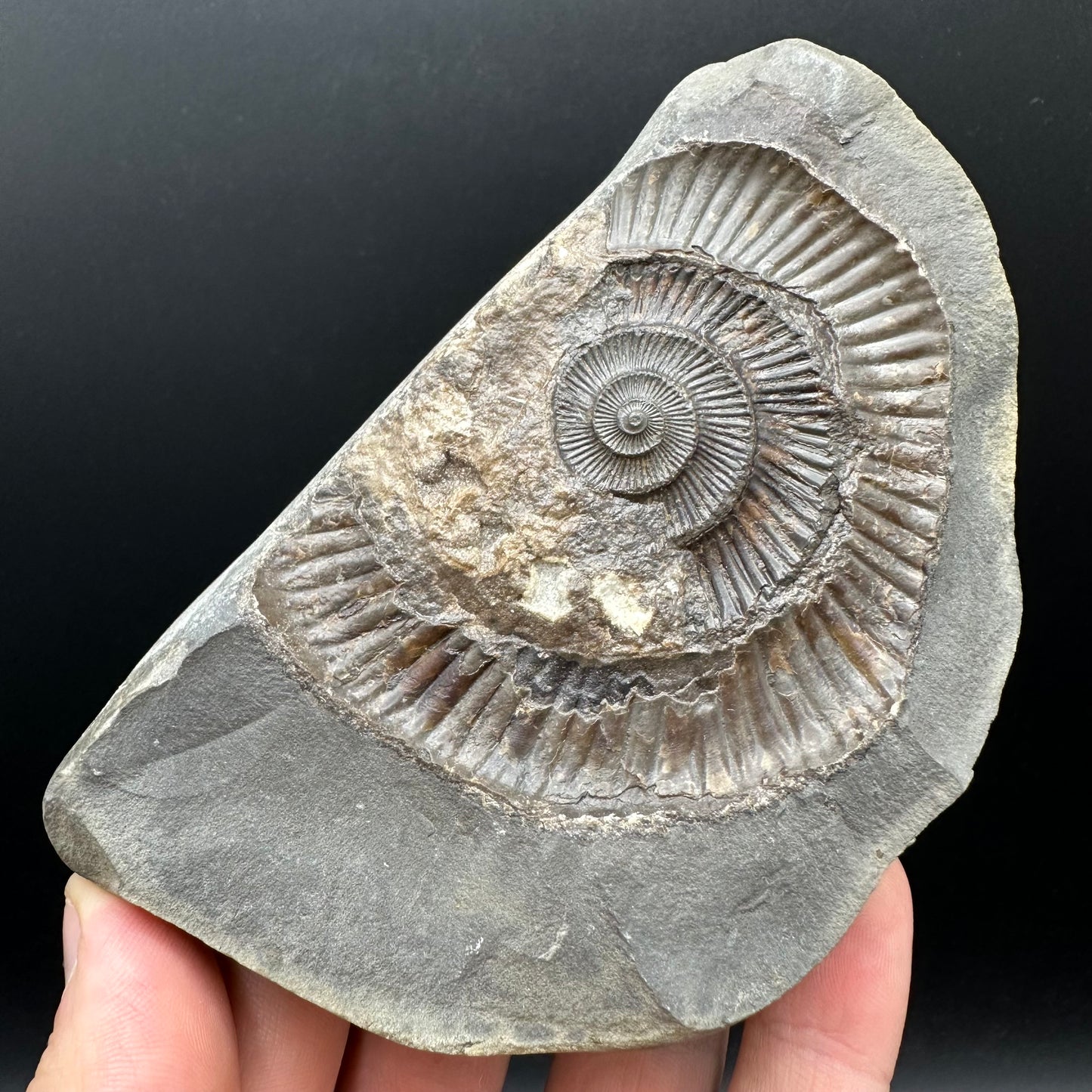 Dactylioceras Ammonite nodule (split pair) Fossil With Stand - Whitby, North Yorkshire Jurassic Coast Yorkshire Fossils