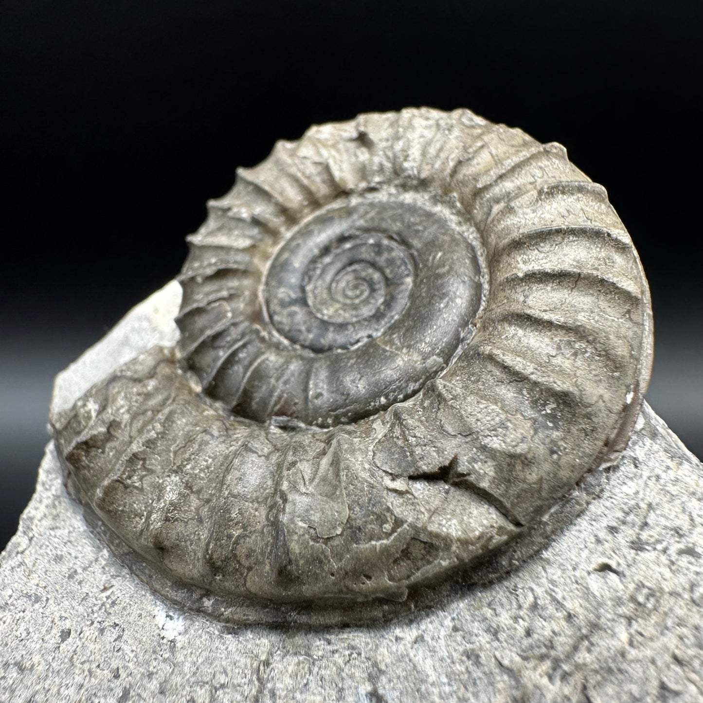 Arnioceras ammonite shell fossil with box and stand - Whitby, North Yorkshire Jurassic Coast Yorkshire Fossils