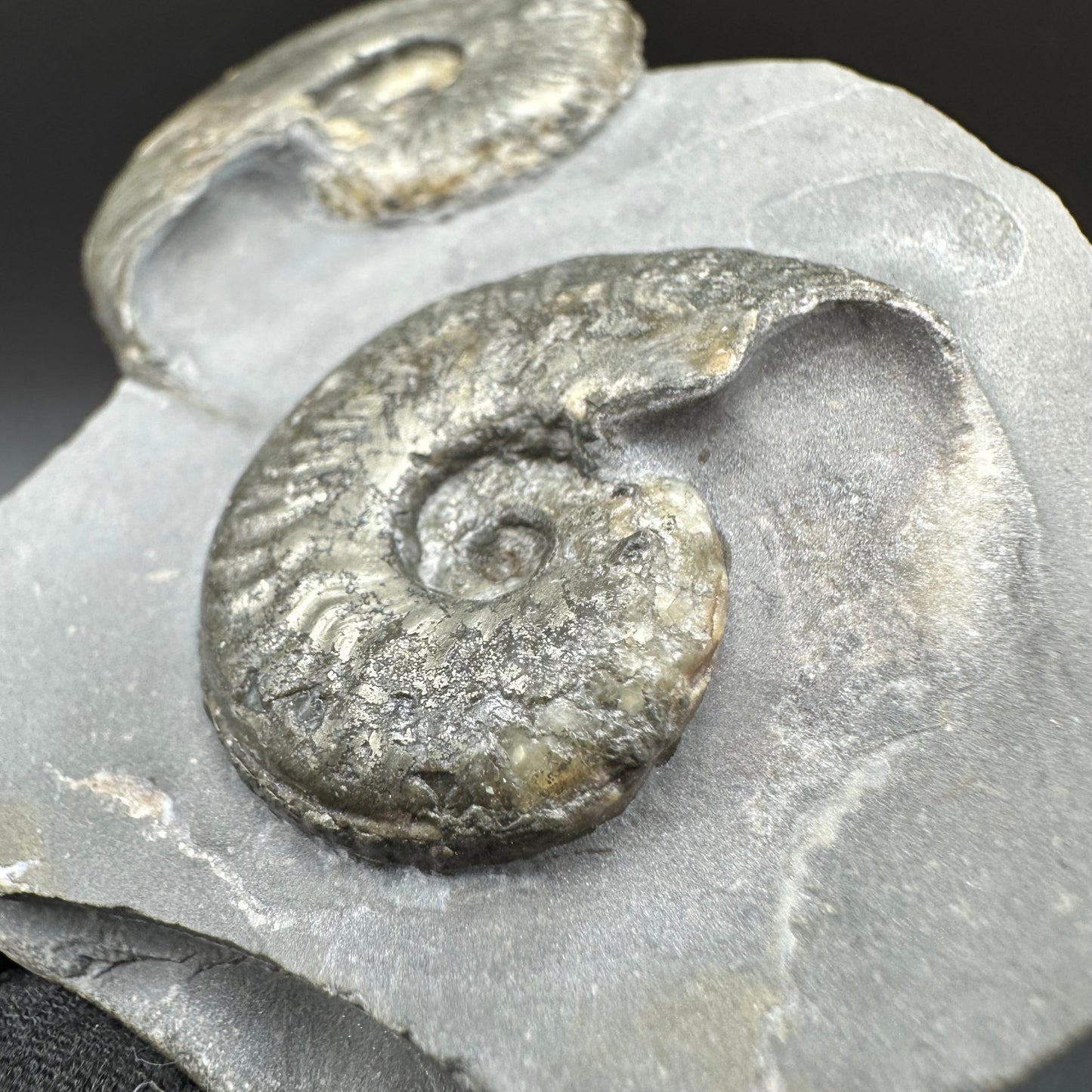 Golden Harpoceras Sp. Ammonite fossil with box and stand - Whitby, North Yorkshire Jurassic Coast Yorkshire Fossils