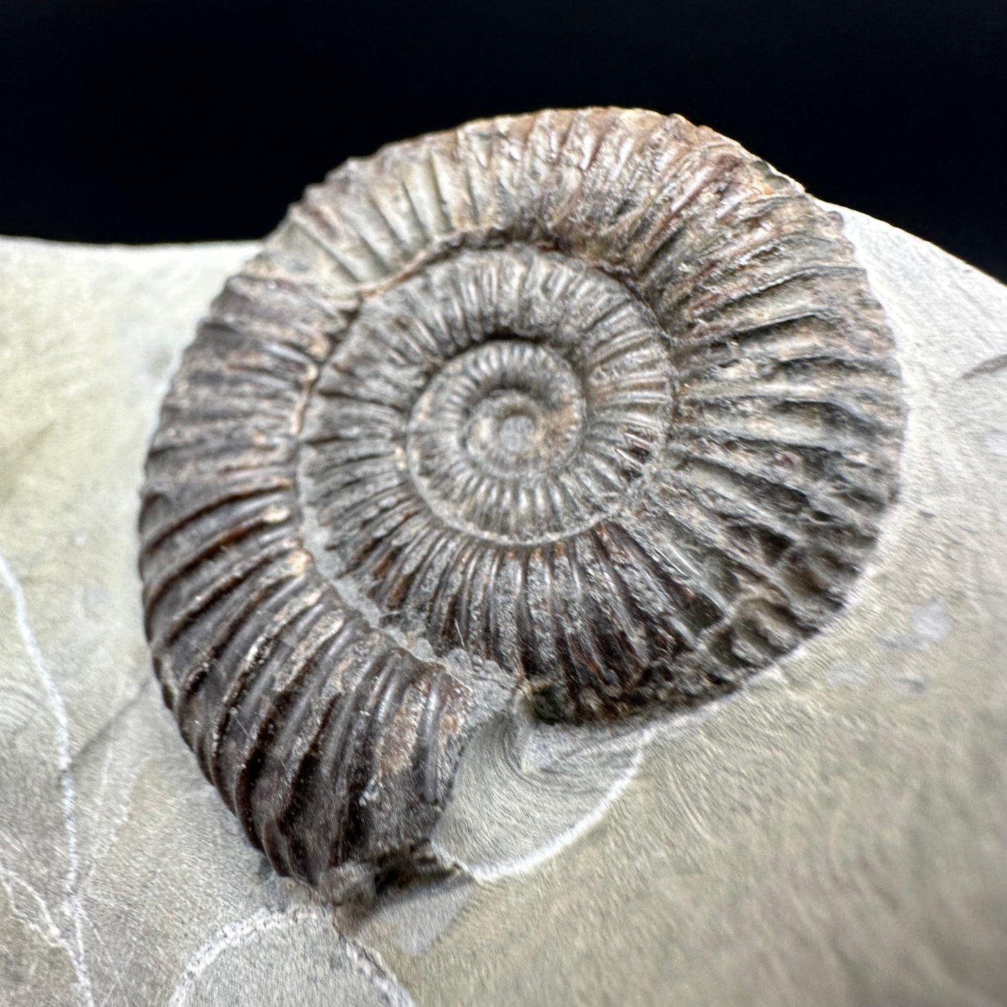 Dactylioceras Ammonite Fossil With Box And Stand - Whitby, North Yorkshire Jurassic Coast Yorkshire Fossils