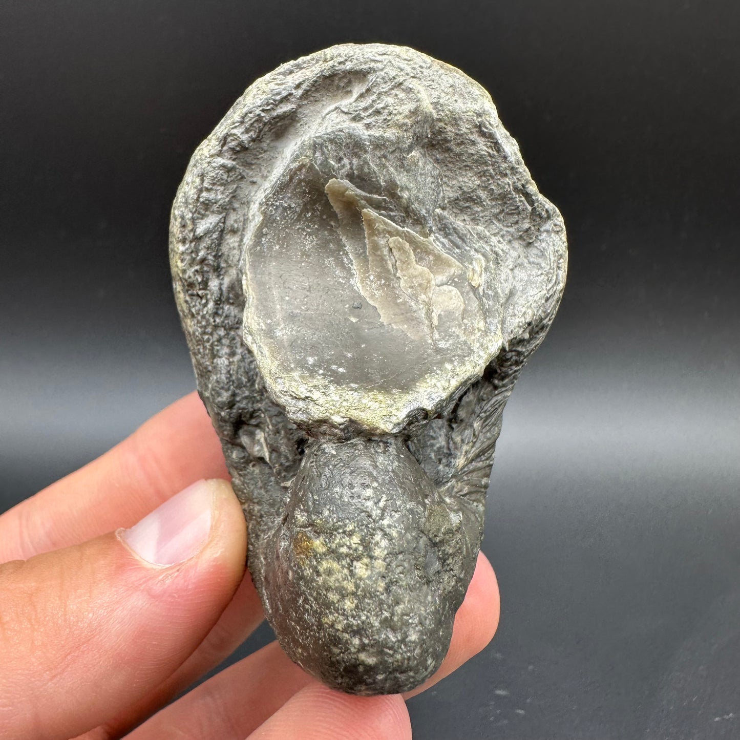 Gryphaea shell fossil with box and stand - Whitby, North Yorkshire, Jurassic Coast, Yorkshire Fossils found on the Jurassic Coast