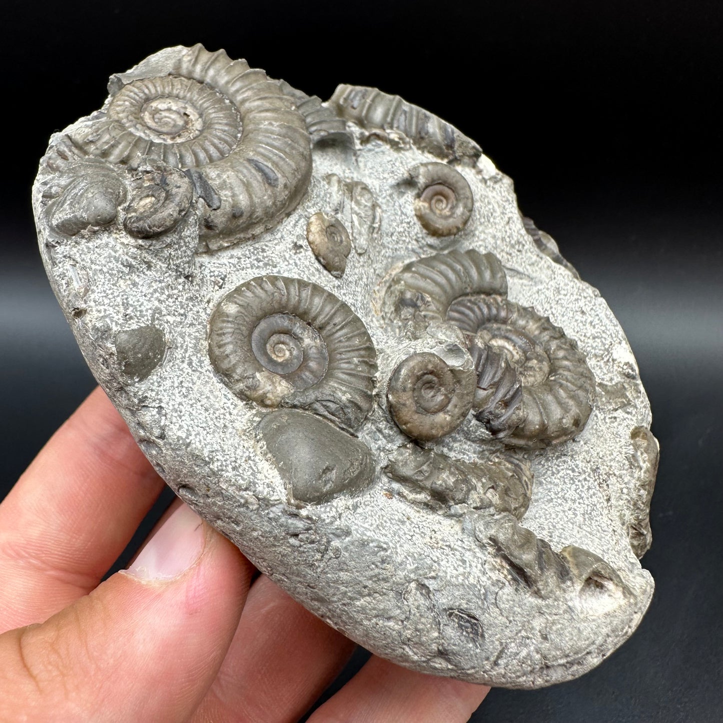 Arnioceras ammonite shell fossil with box and stand - Whitby, North Yorkshire Jurassic Coast Yorkshire Fossils