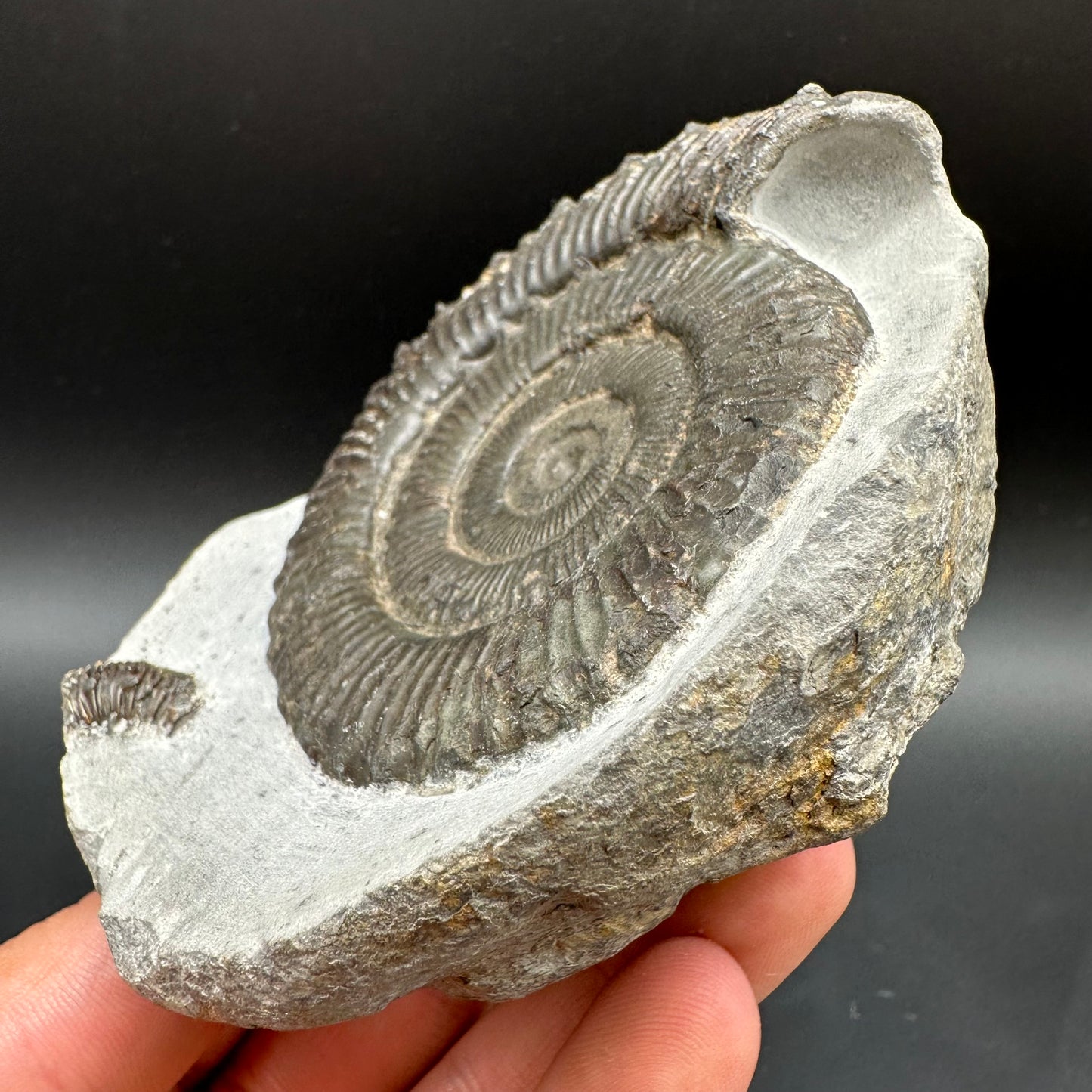 Peronoceras turriculatum Ammonite fossil with box and stand - Whitby, North Yorkshire Jurassic Coast, Yorkshire fossils