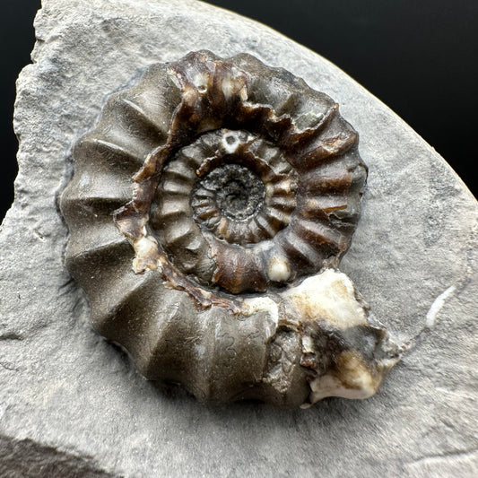 Androgynoceras maculatum ammonite fossil with box and stand - Whitby, North Yorkshire Jurassic Coast Yorkshire Fossils
