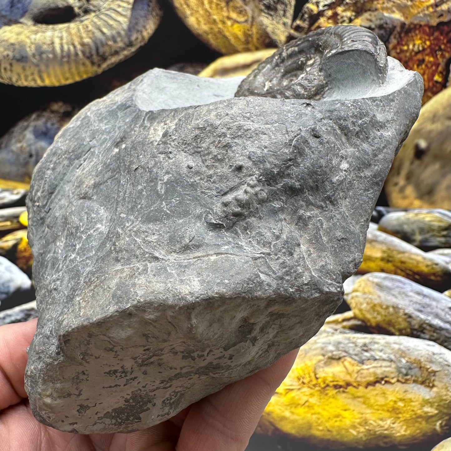 Hildoceras Bifrons ammonite fossil - Whitby, North Yorkshire Jurassic Coast