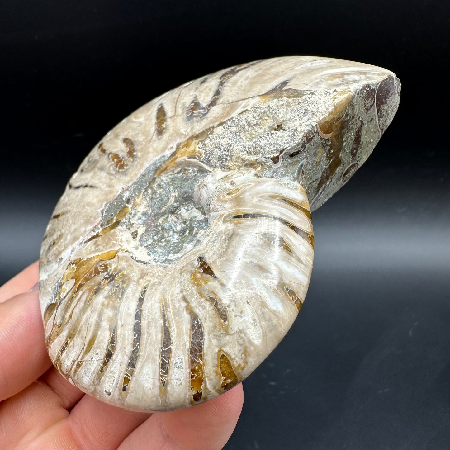 Cleoniceras Ammonite Fossil With Box And Stand - Cretaceous Ammonite Madagascar