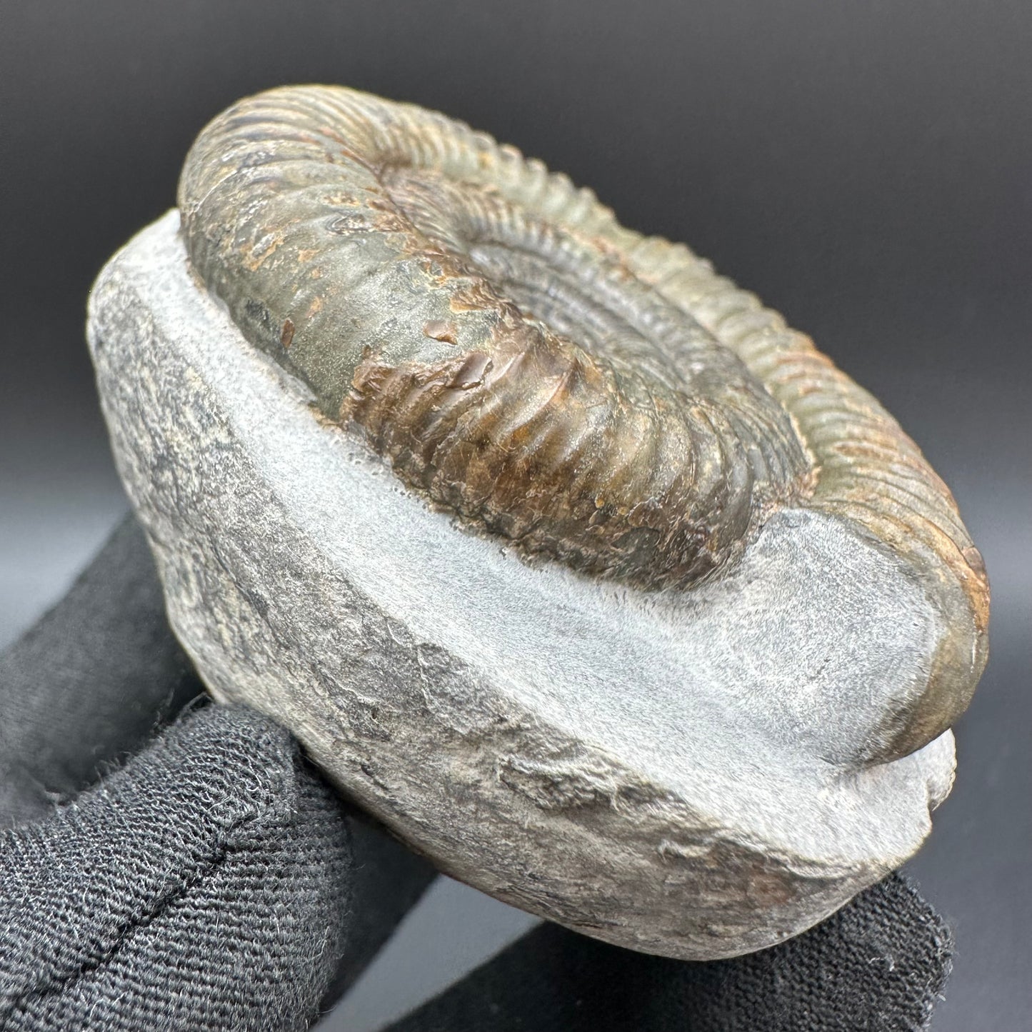 Dactylioceras Ammonite Fossil With Box And Stand - Whitby, North Yorkshire Jurassic Coast Yorkshire Fossils