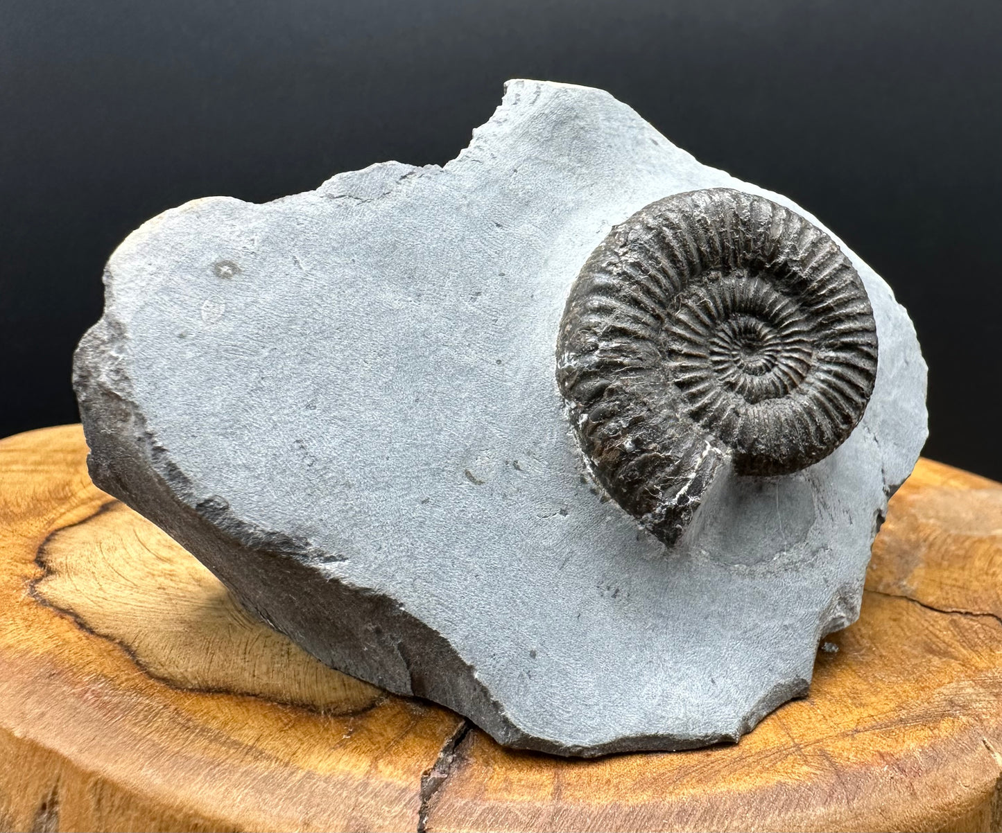 Zugodactylites ammonite fossil with box and stand - Whitby, North Yorkshire Jurassic Coast, Yorkshire fossils