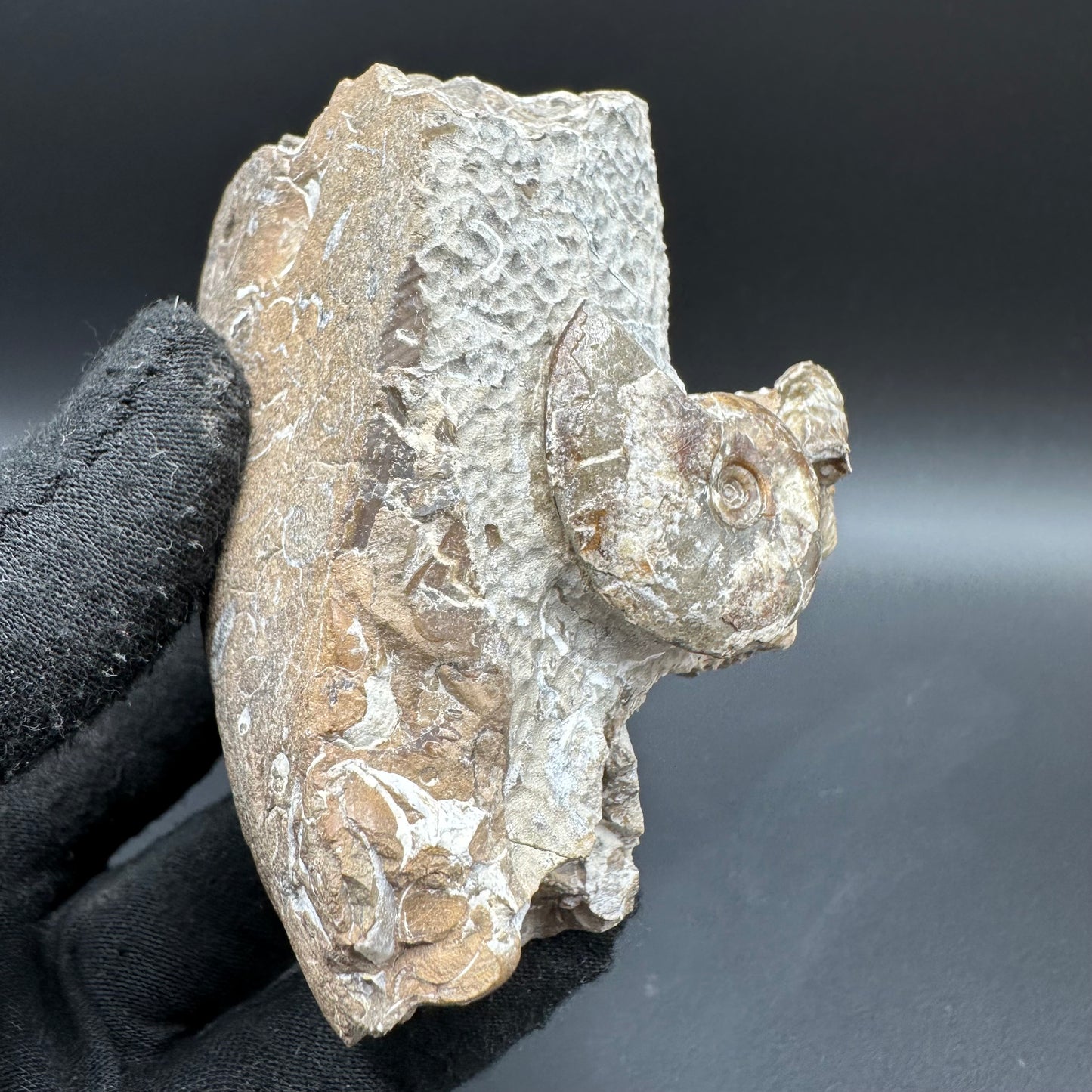 Amaltheus striatus ammonite fossil with box and stand - Whitby, North Yorkshire Jurassic Coast Yorkshire Fossils