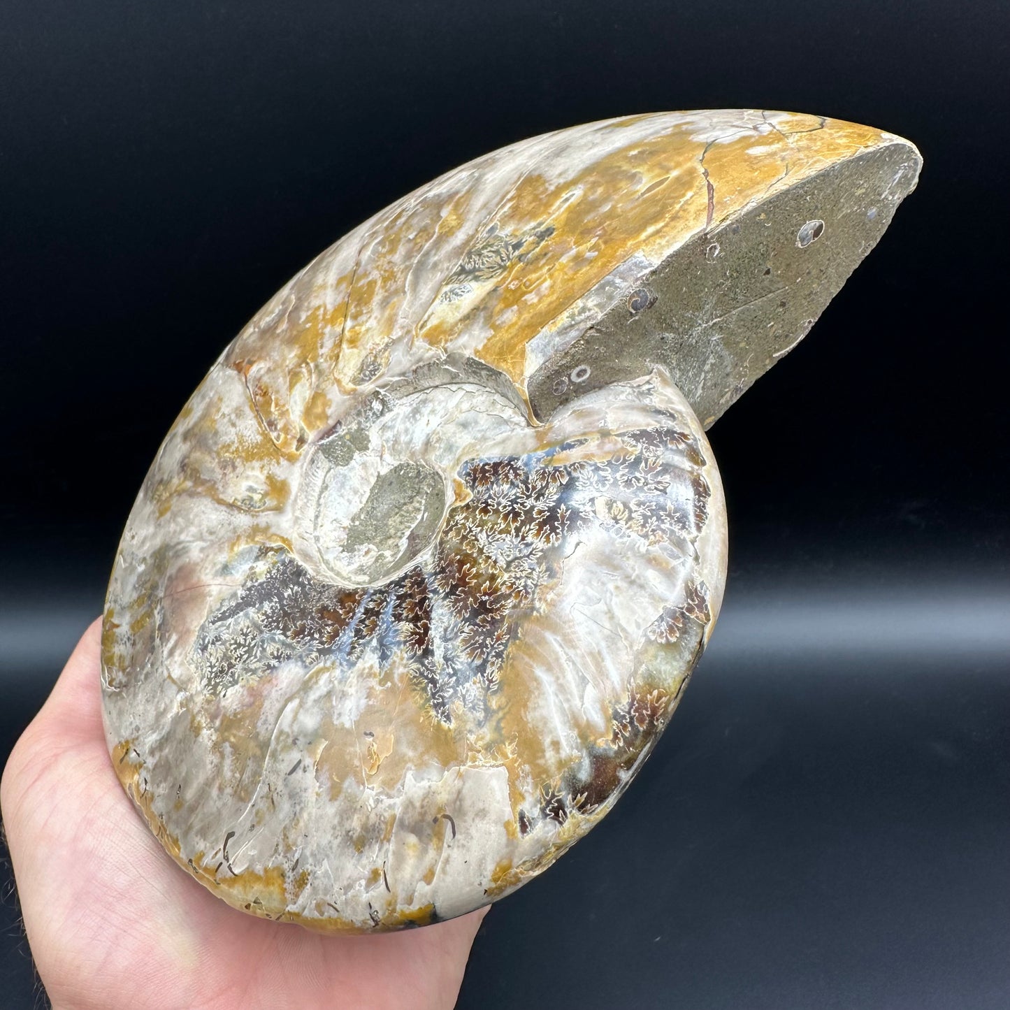Cleoniceras Ammonite Fossil With Stand - Cretaceous Ammonite Madagascar
