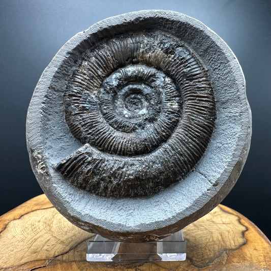 Dactylioceras tenuicostatum Ammonite fossil with box and stand - Whitby, North Yorkshire Jurassic Coast